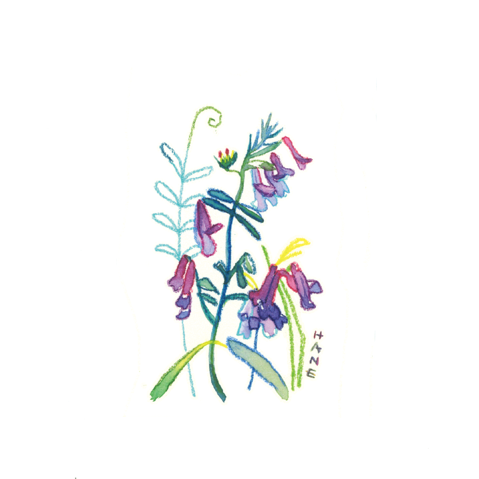 ナヨクサフジ Hairy Vetch W&N watercolor & Faber Castell ALBRECHT DÜRER watercolor Pencil on arches paper 77㎜×51㎜ 2024