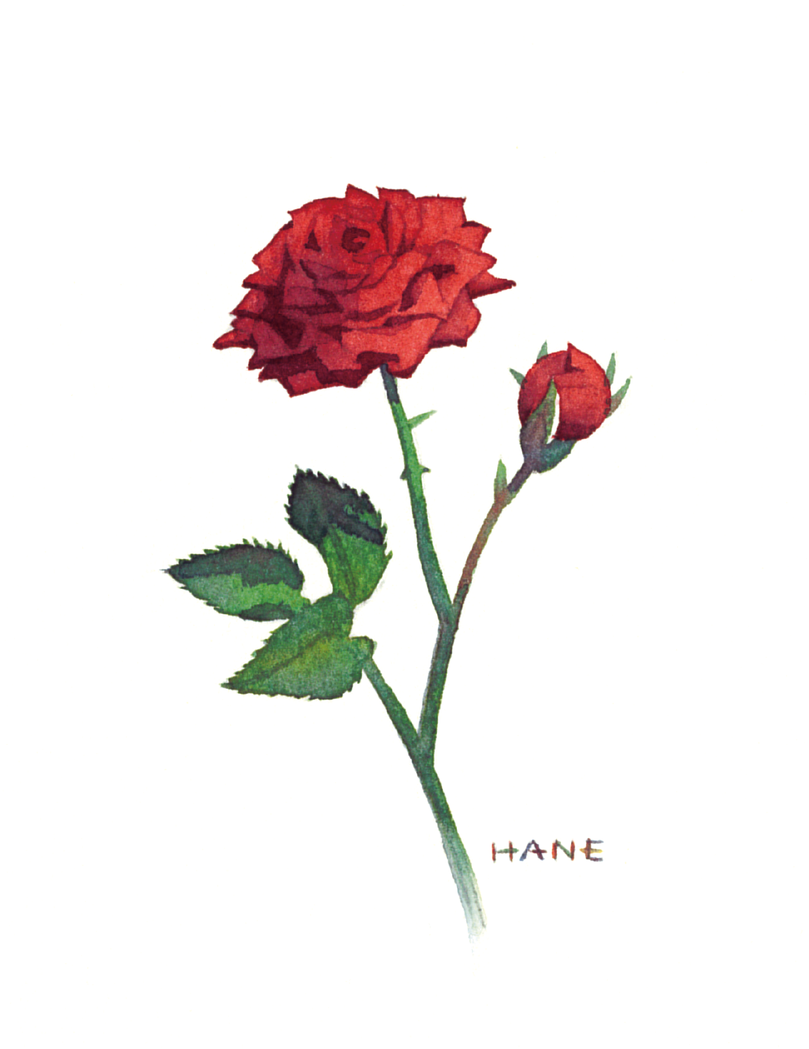 ミニバラ miniature rose W&N watercolor & pencil on Arches paper 75㎜×50㎜ 2023