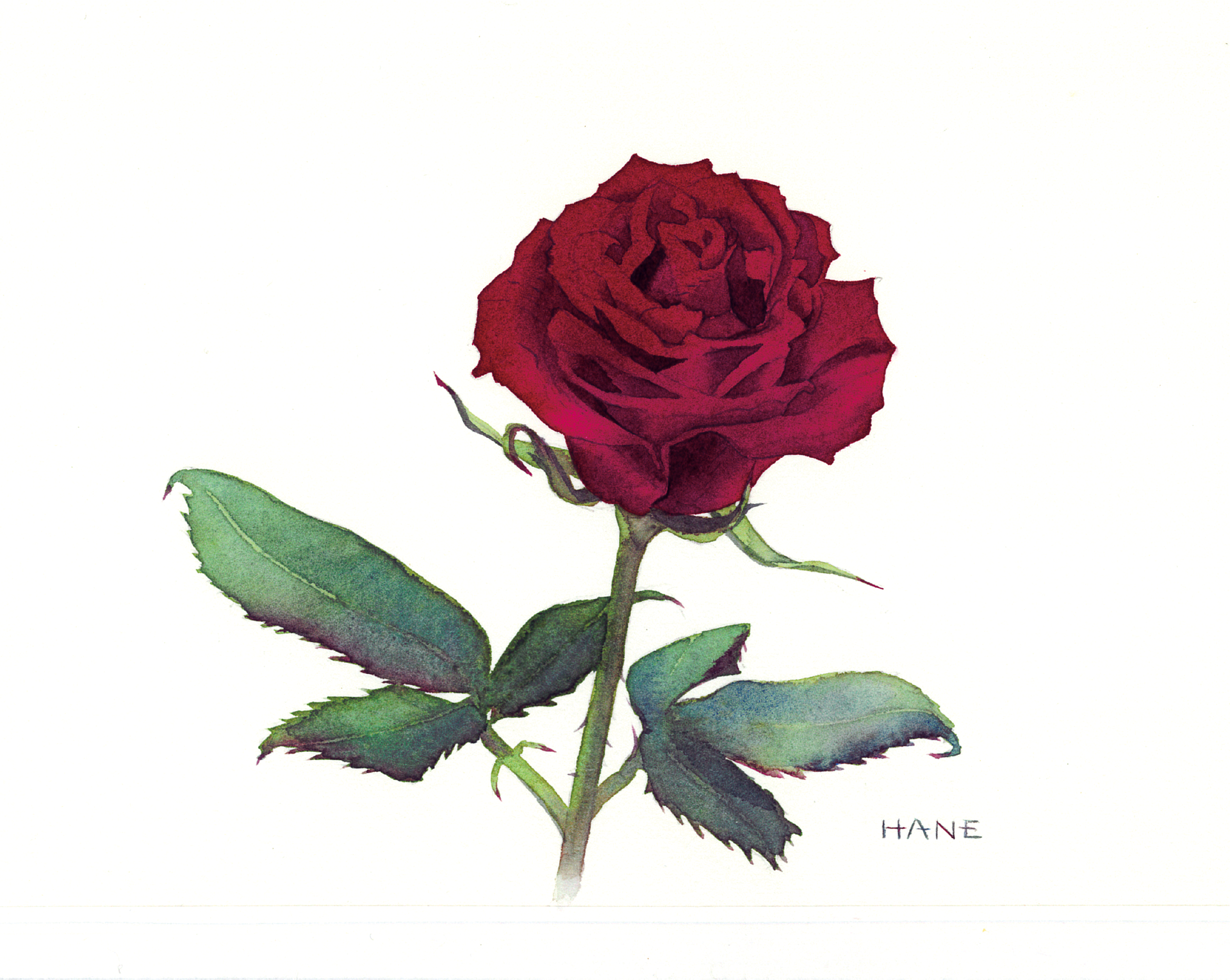 バラのスケッチ Sketch of rose W&N watercolor & Pencil on Arches paper 150㎜×180㎜ 2024