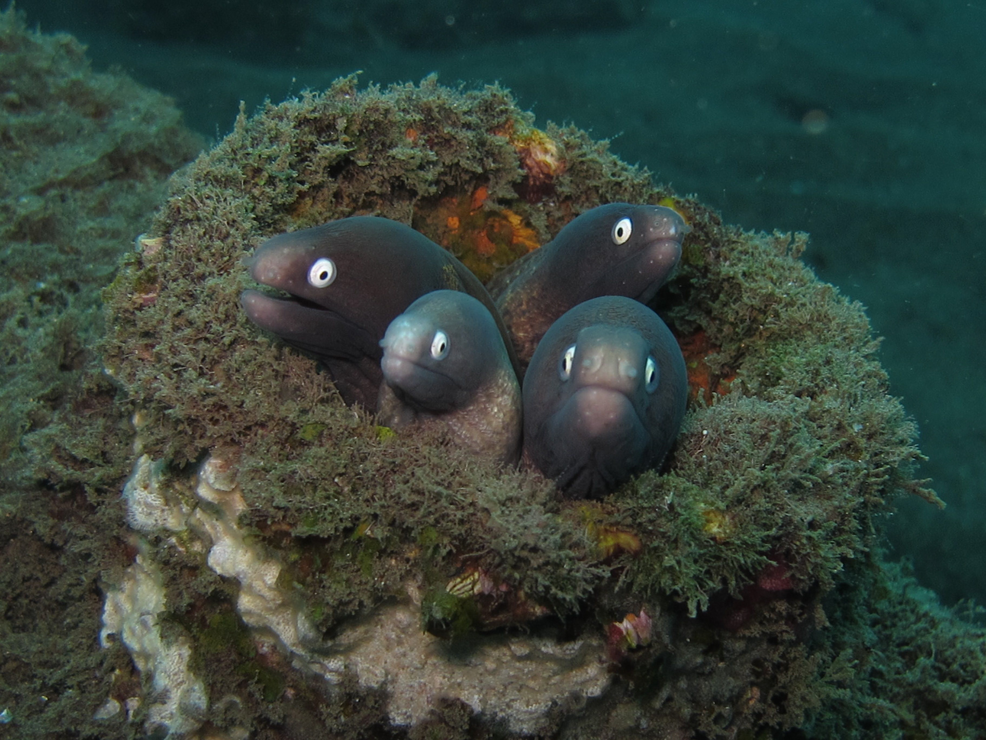 Sound FX: Eels