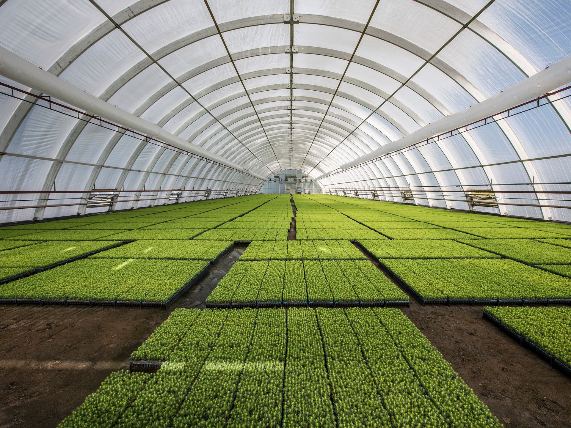 Södra, Sweden. Forest Management