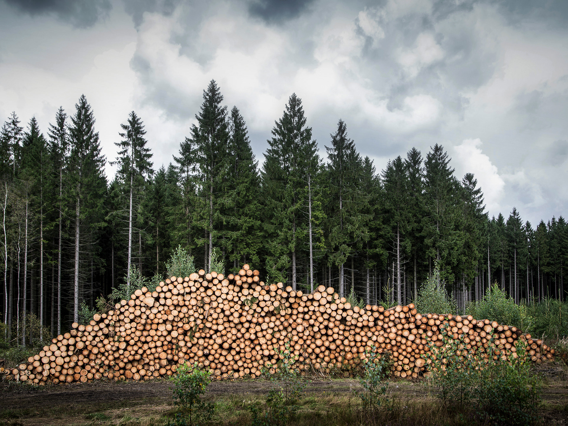 Södra, Sweden. Forest Management