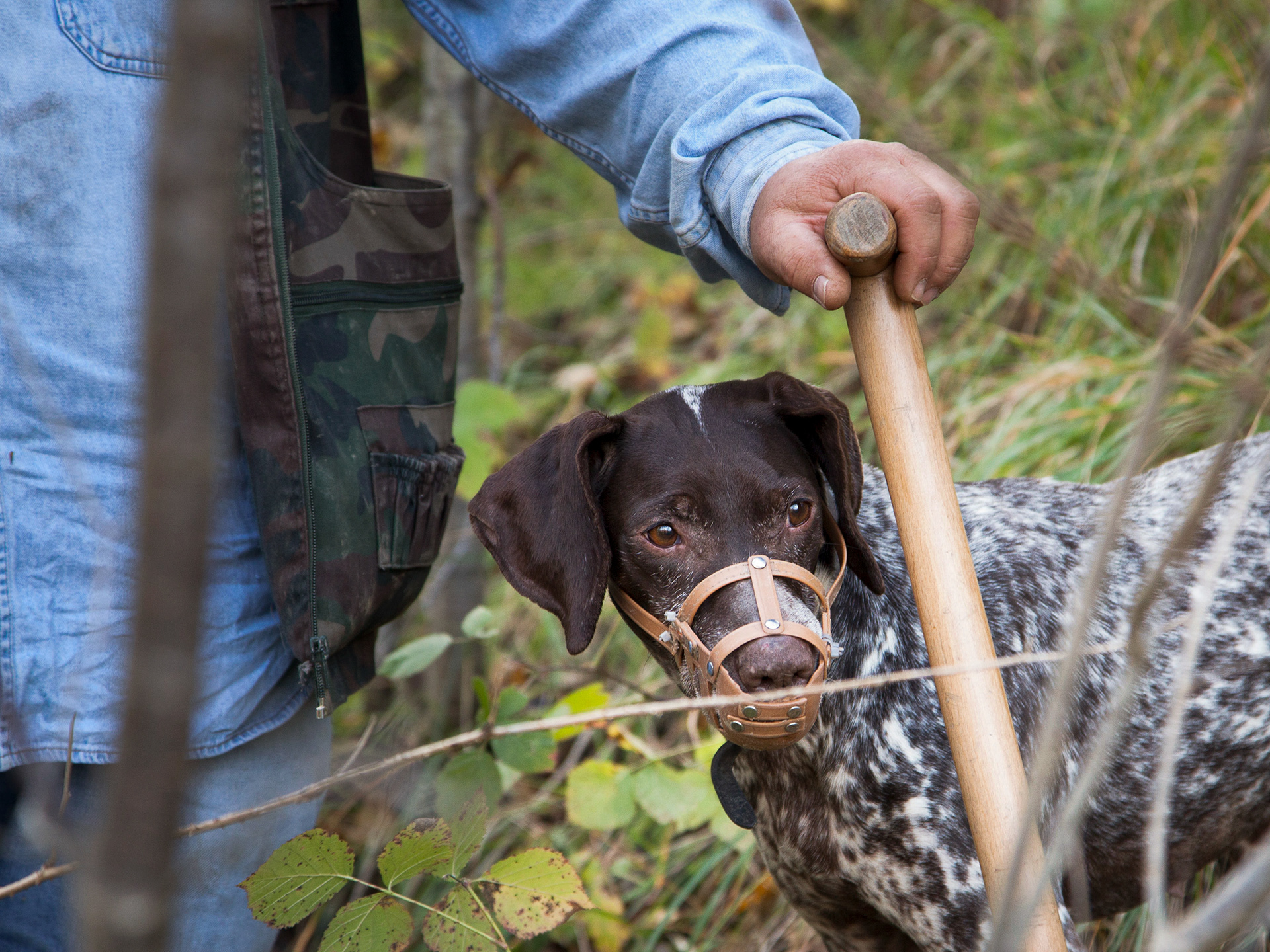 Truffle hunter, Individual Restaurant Company