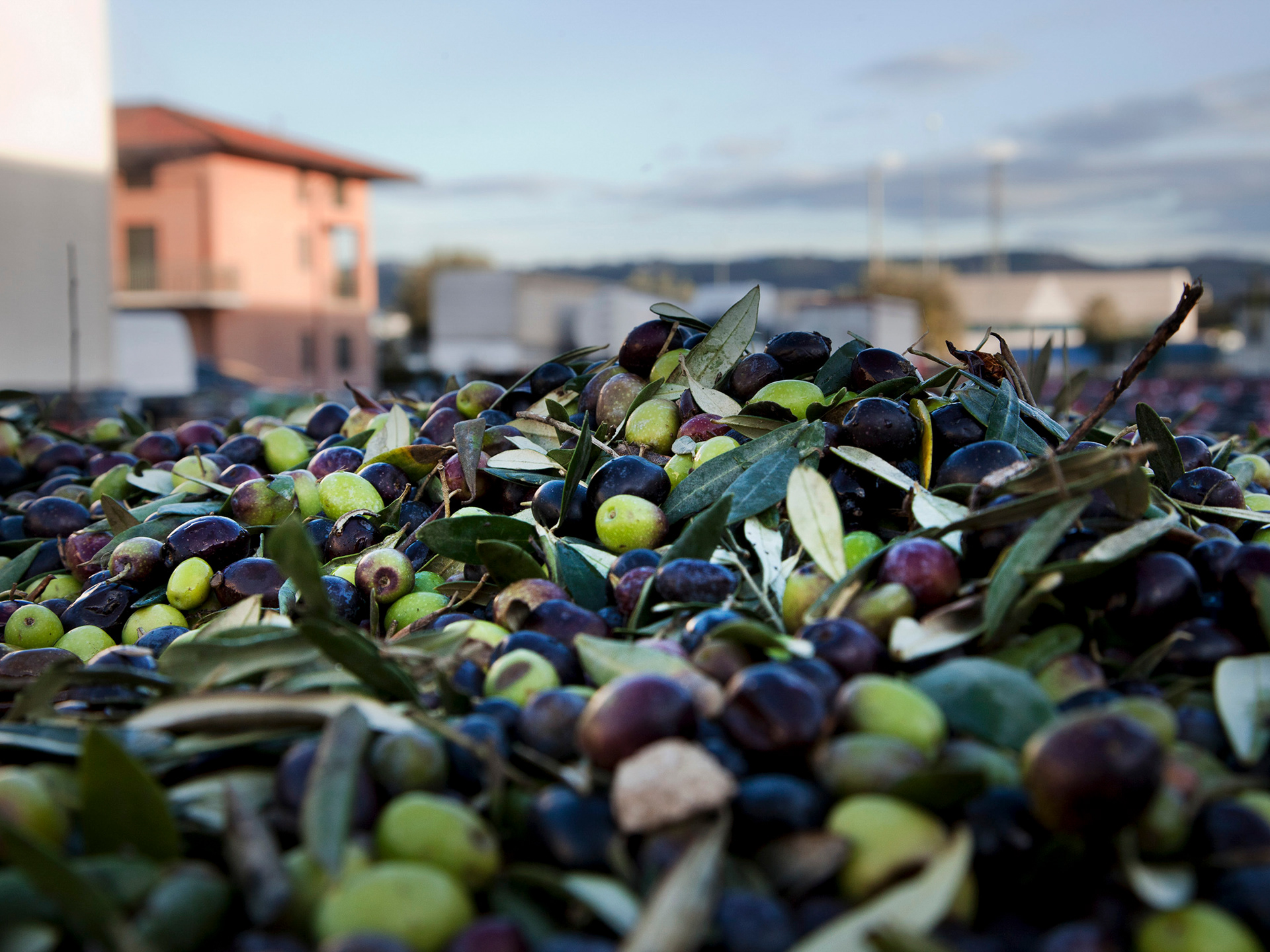 Olives at the packing plant