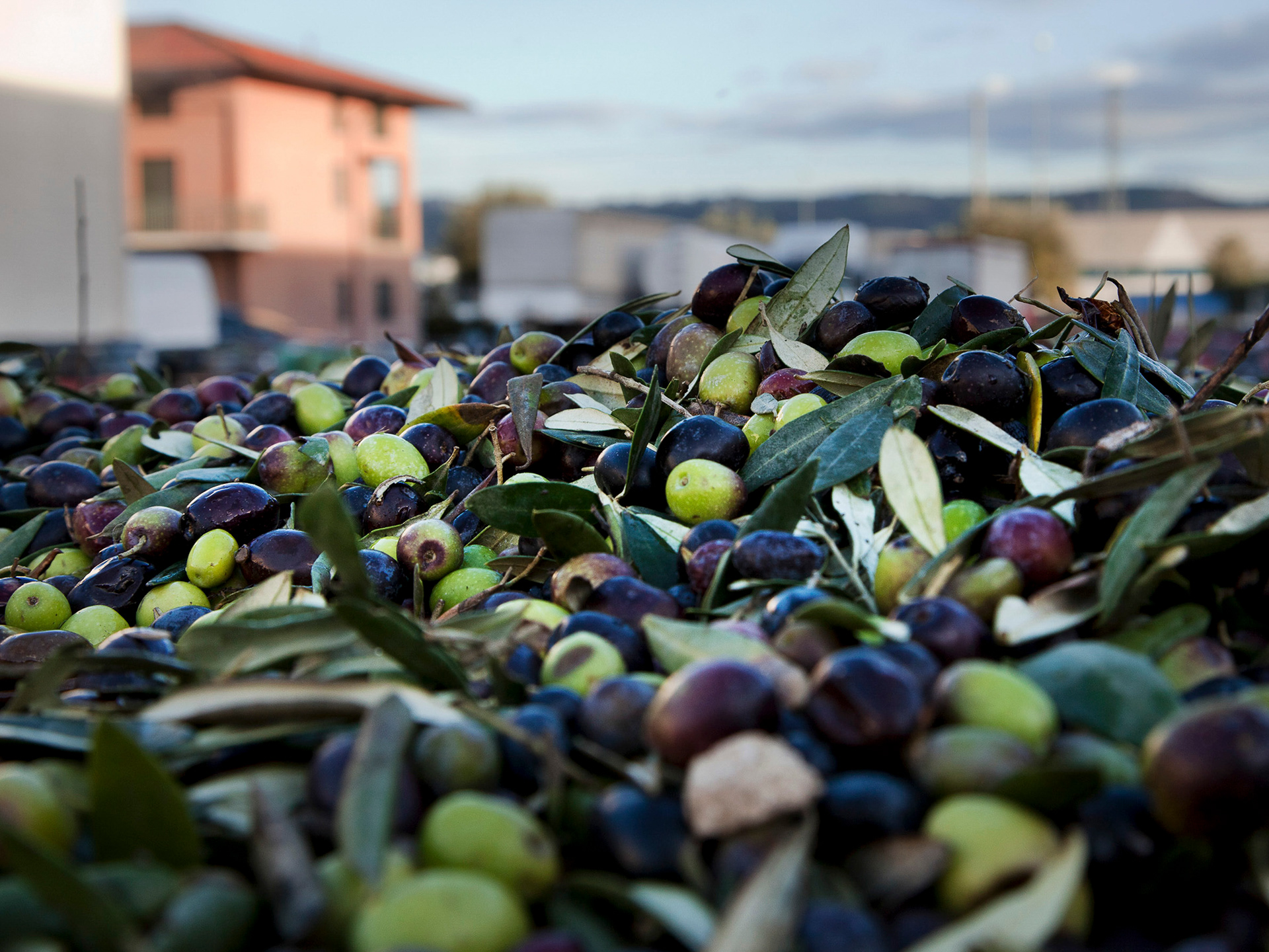 Stone pressed Olives, Abruzzo Region