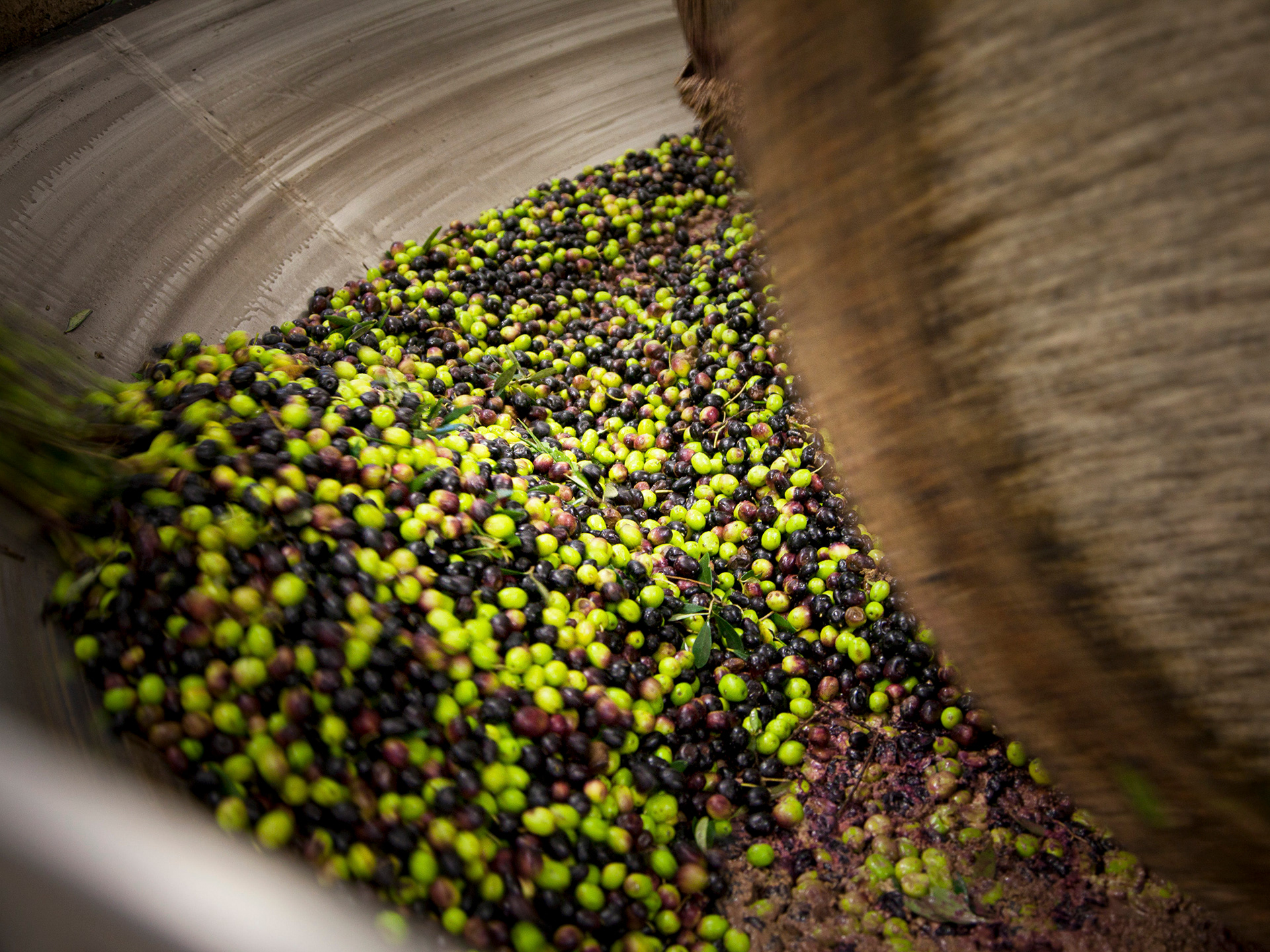 Stone pressed olive oil, Abruzzo region