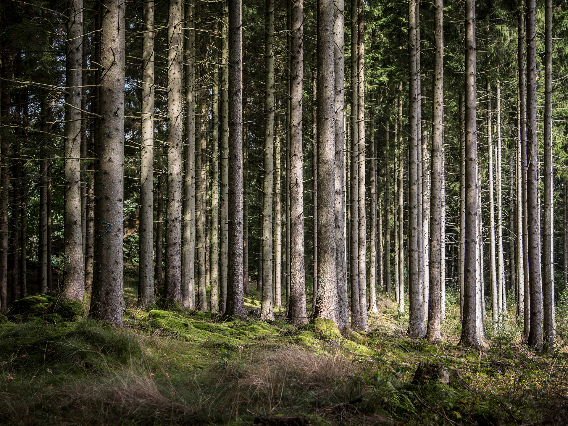Södra, Sweden. Forest Management