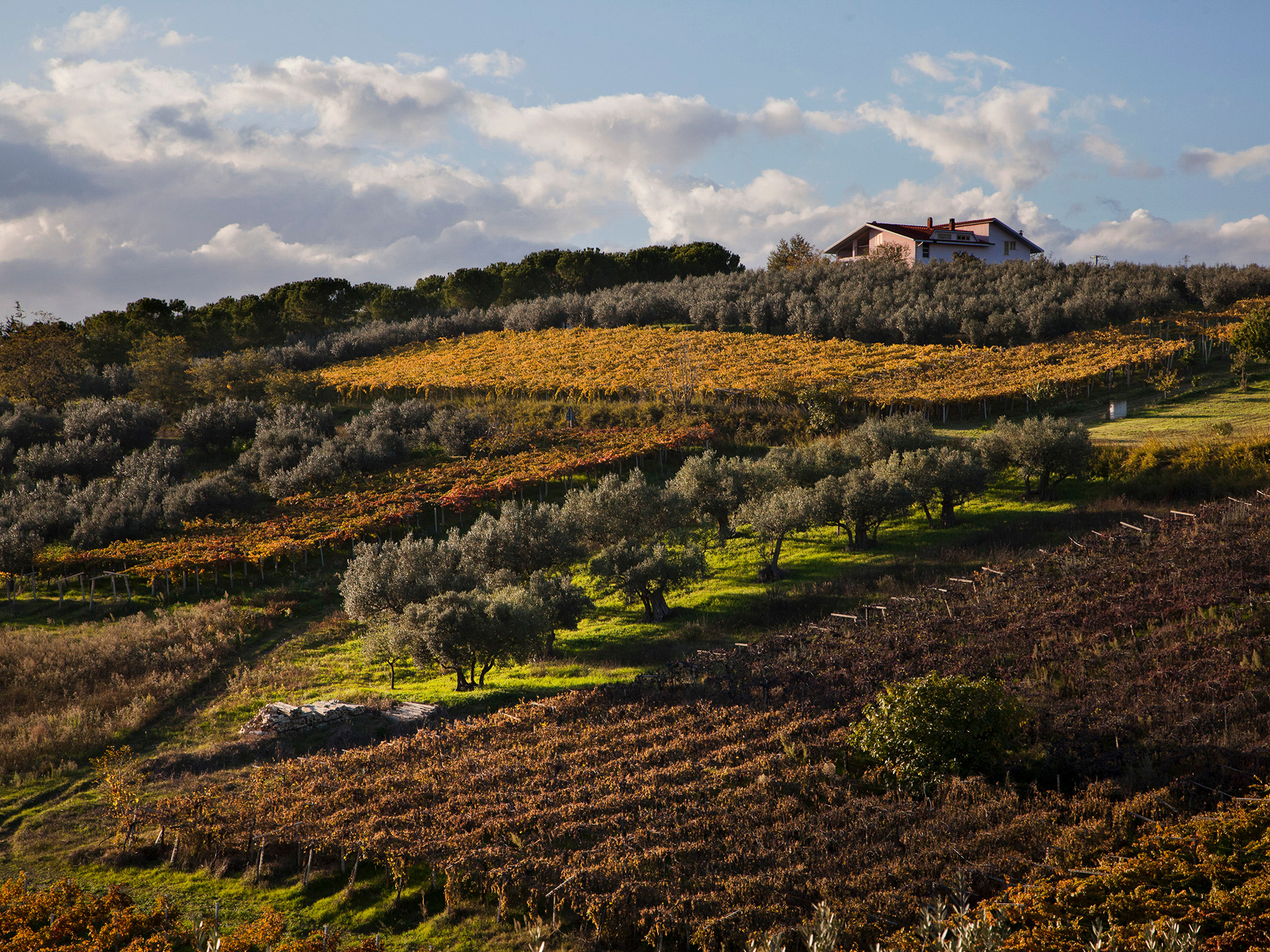 Stone pressed olive oil, Abruzzo region