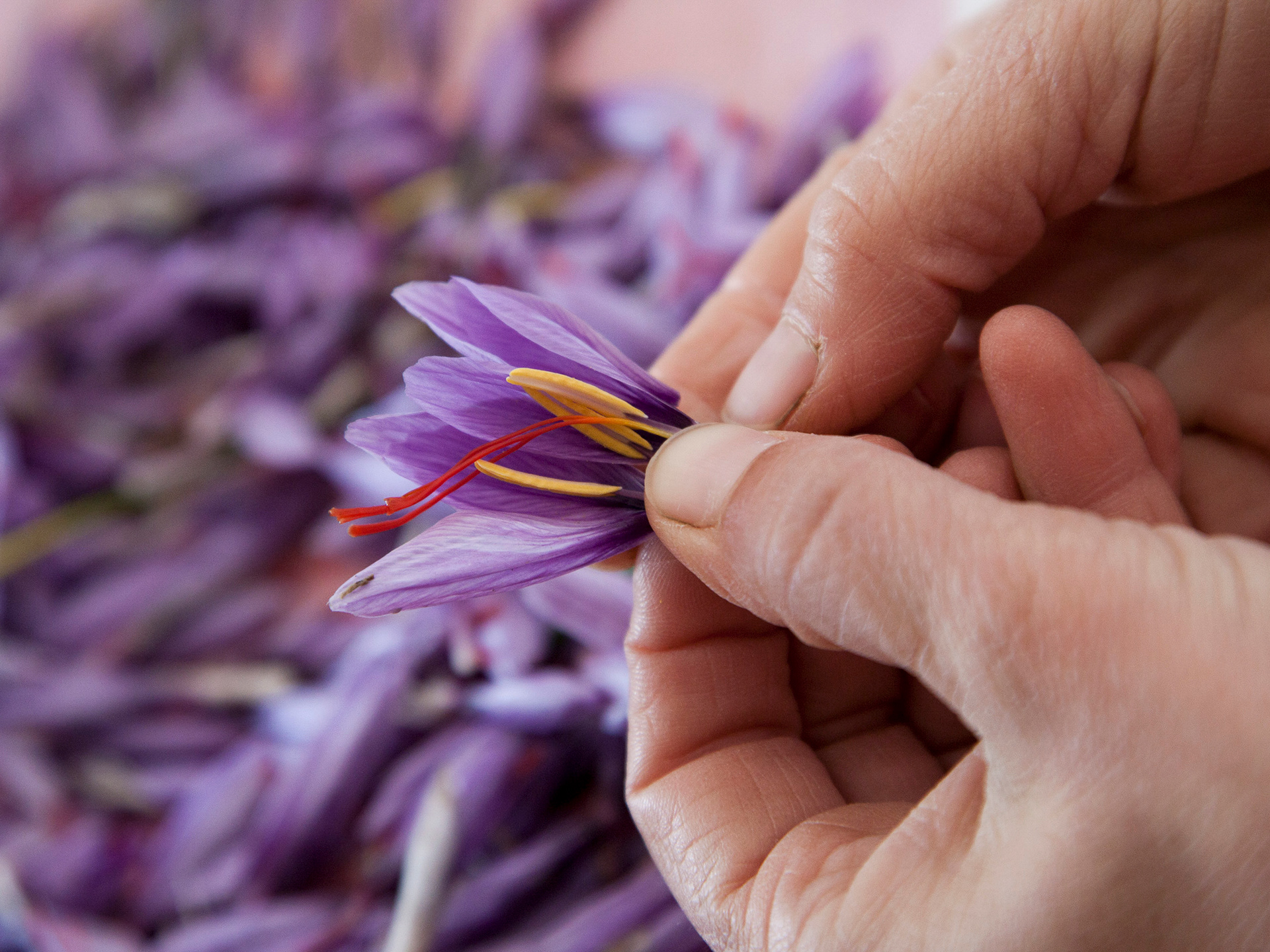Saffron, Abruzzo Region, Italy