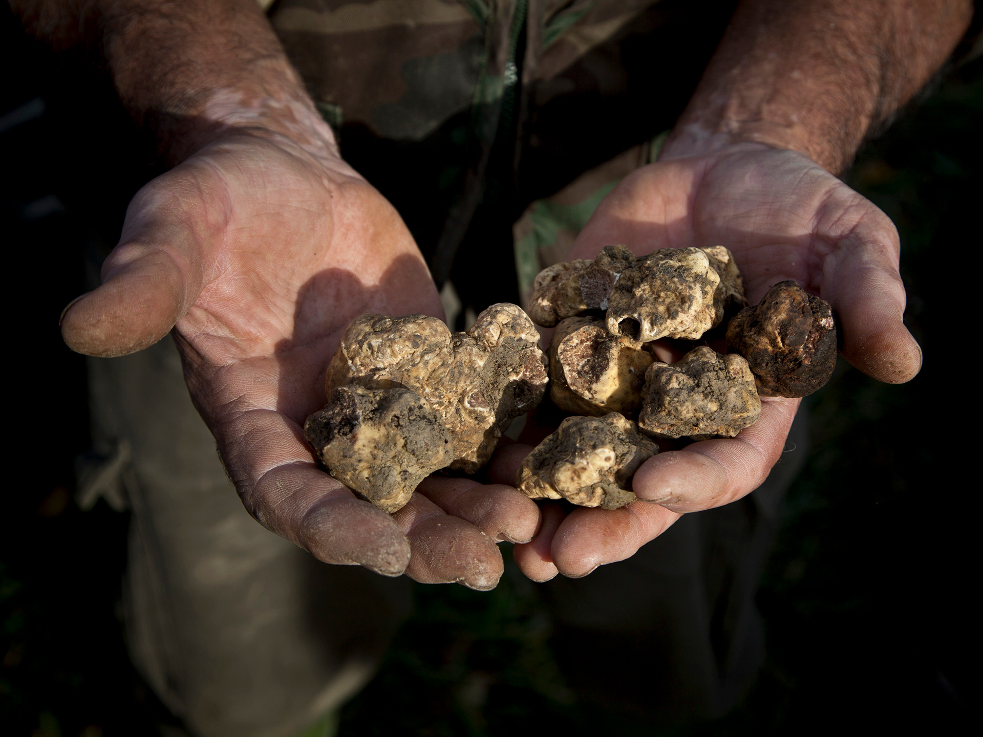 White truffles