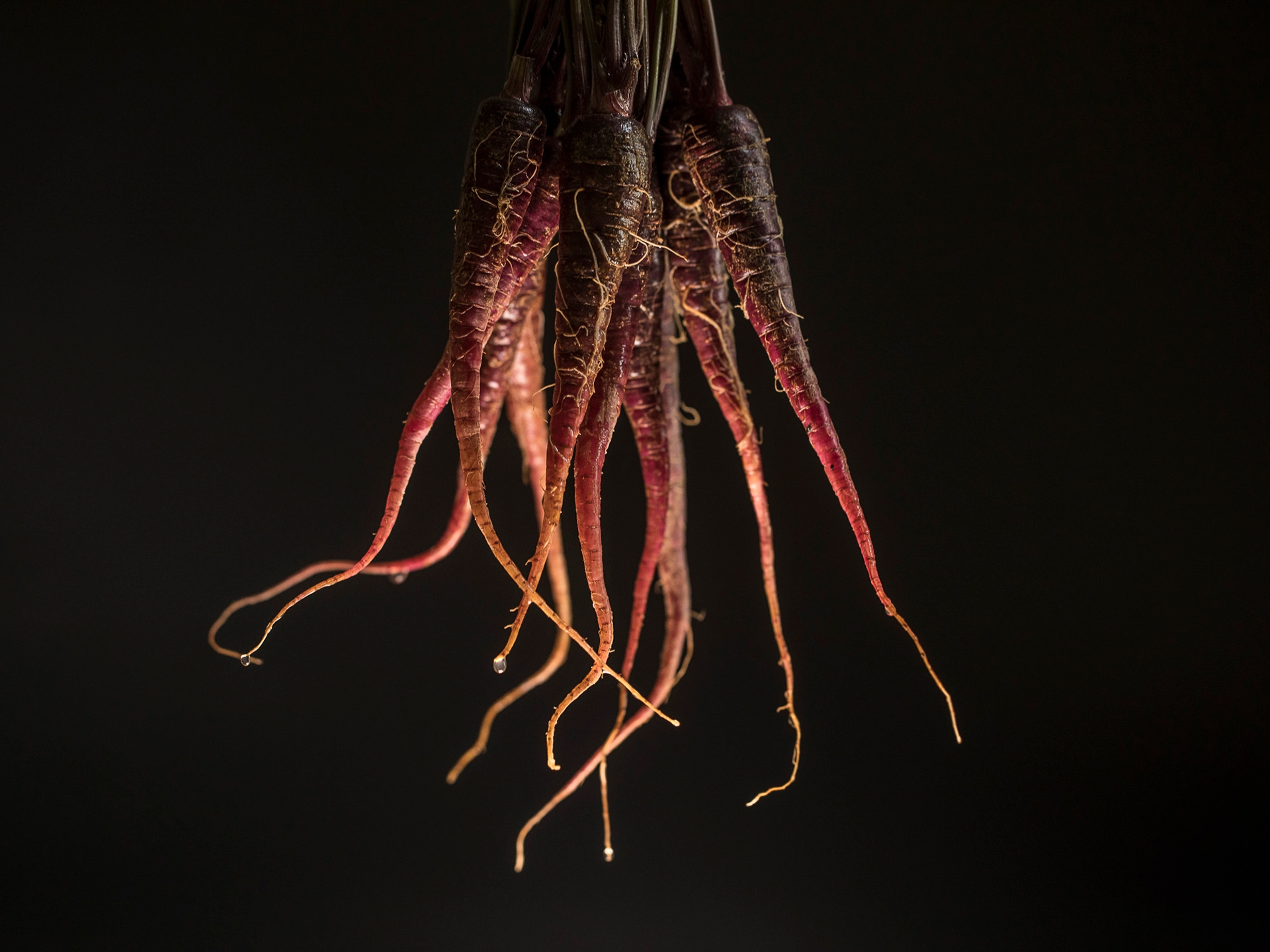 The French, Manchester