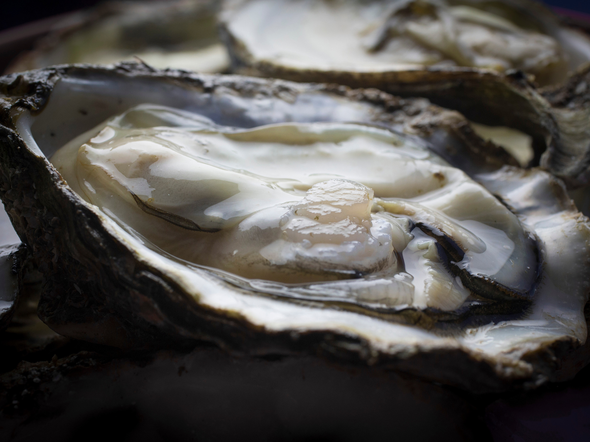 Oysters, Seafish Campaign