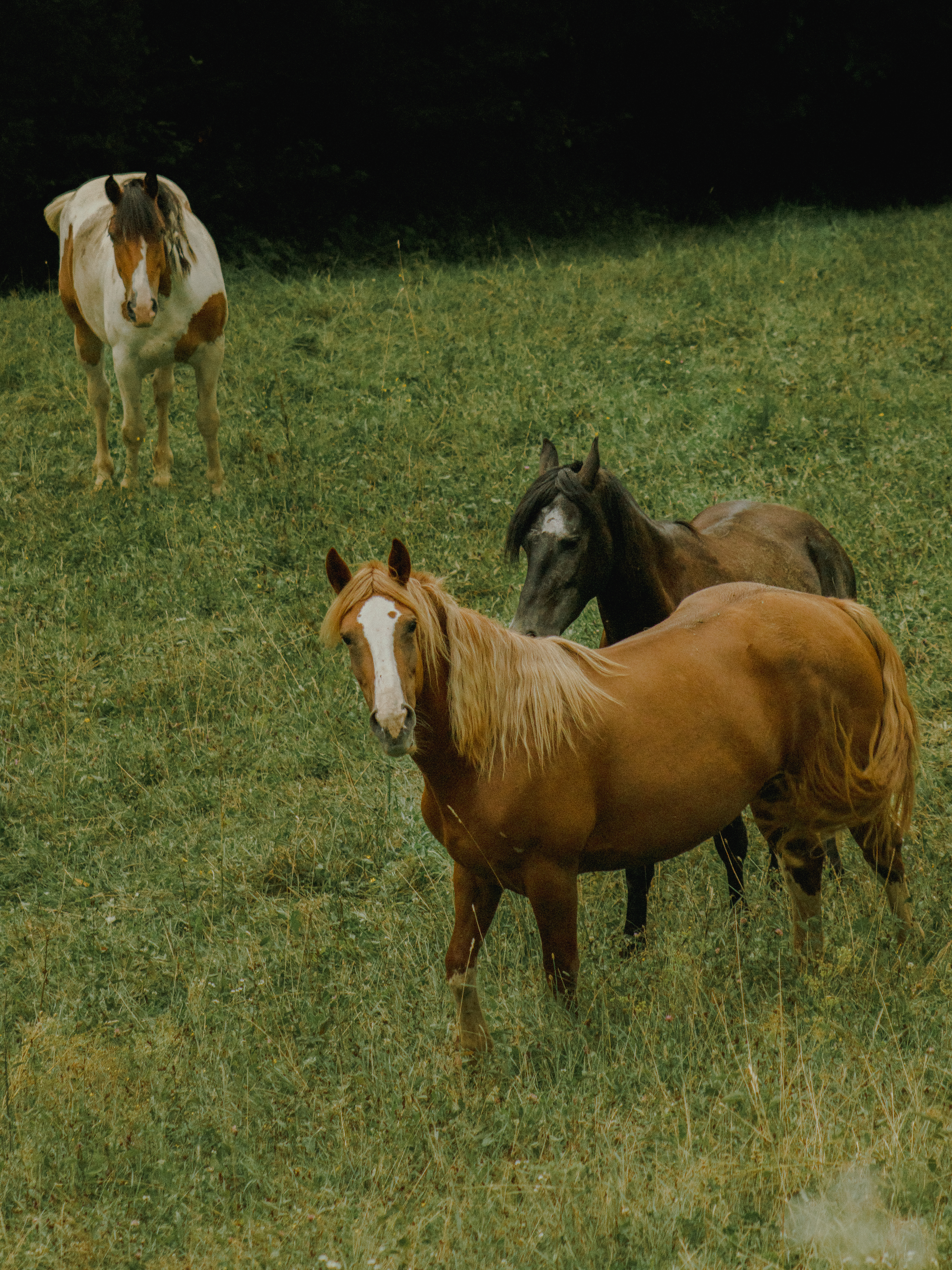 Paco, Prim & Comeron