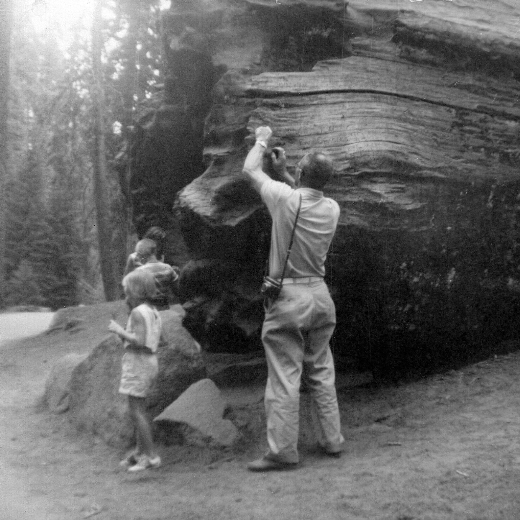 "John is carving my name on a tree stump / Giant Red Wood tree / his sister's little girls are on the picture"
