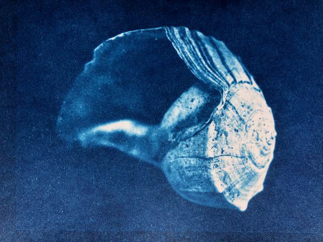 Pierre's Shell, 4"x 6' Cyanotype on paper. ©2022