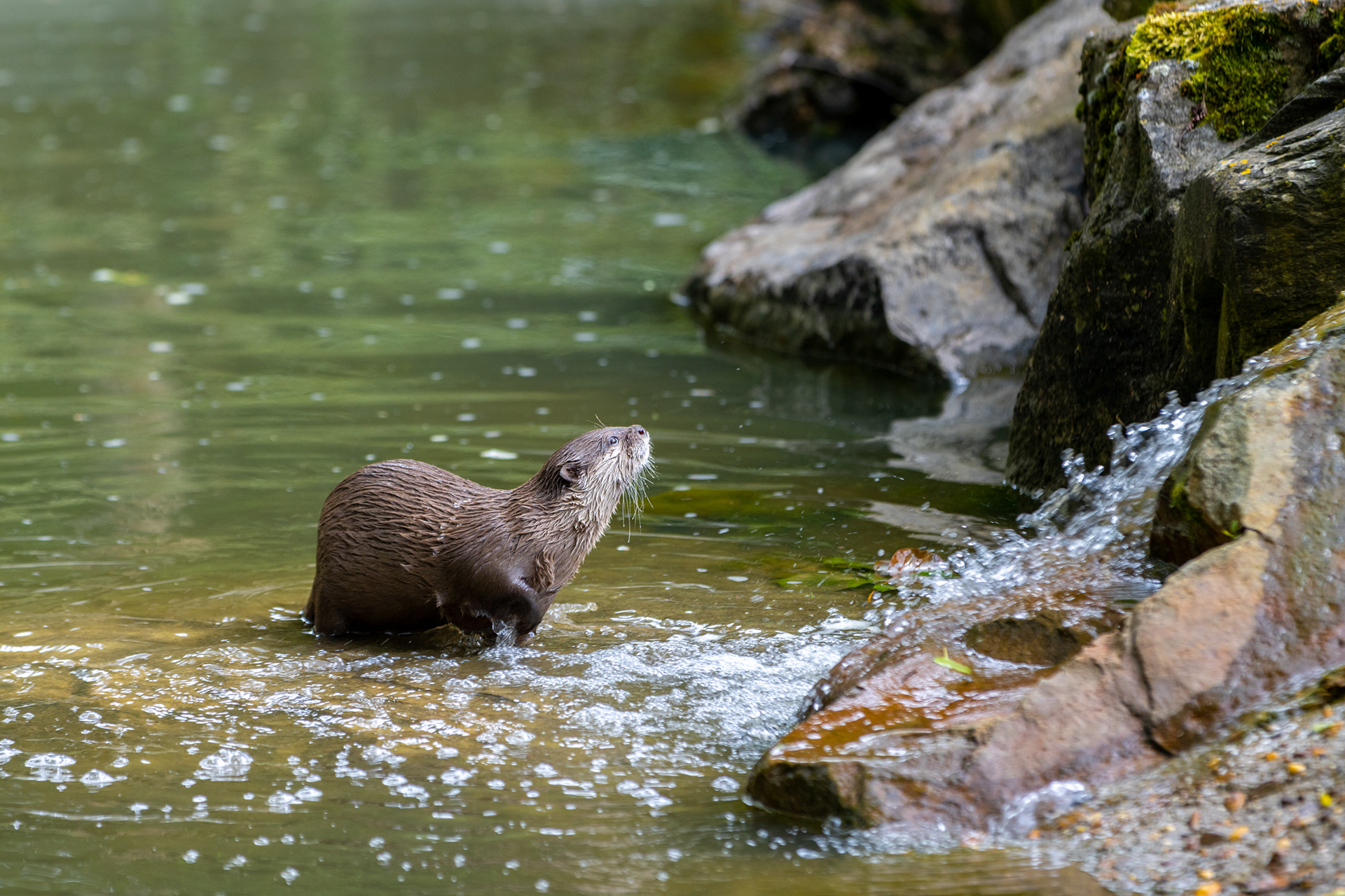 Eurasian Otter - Pakawi Park (BE) - ISO 160 / 200mm / f3.5 - ©2021