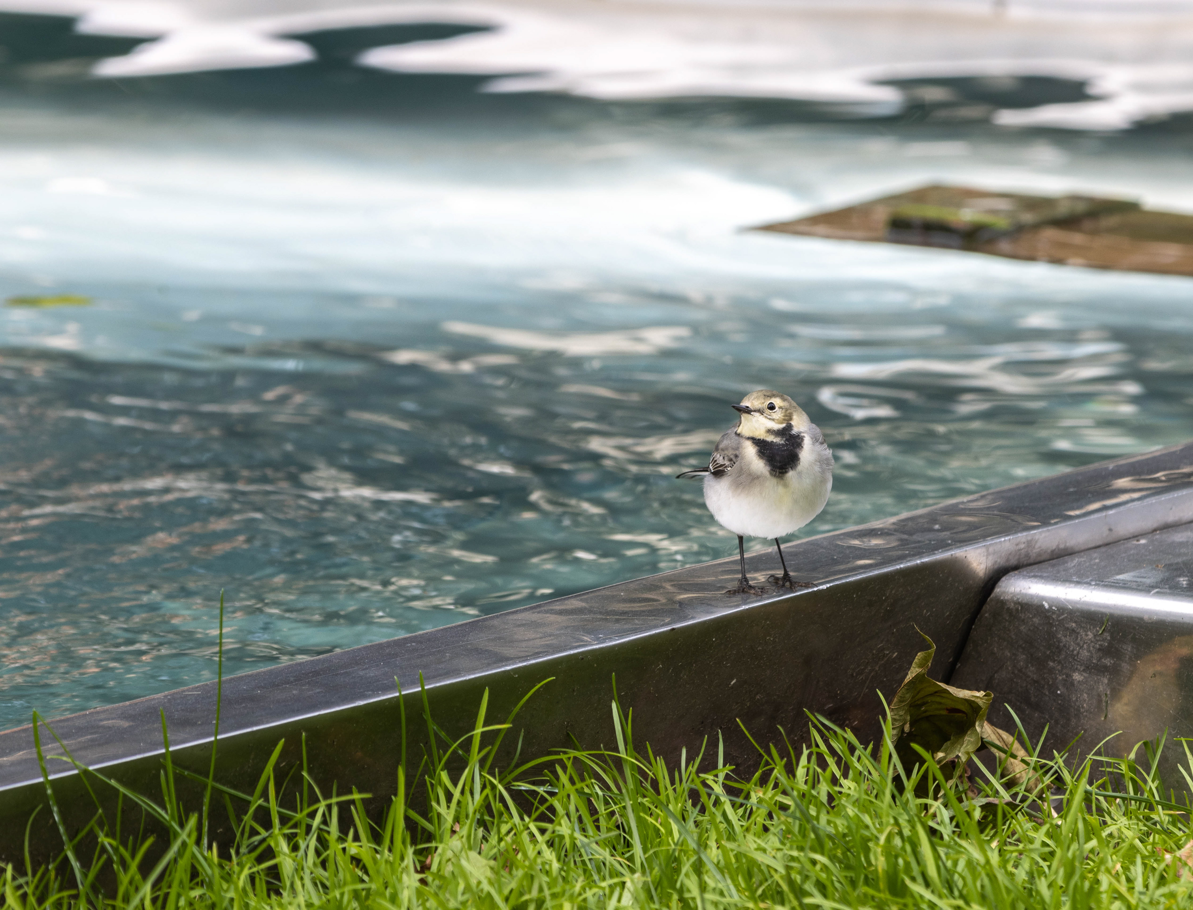 White Wagtail - Helsinki (FI) - ISO 100 / 200mm / f5.6 - ©2021