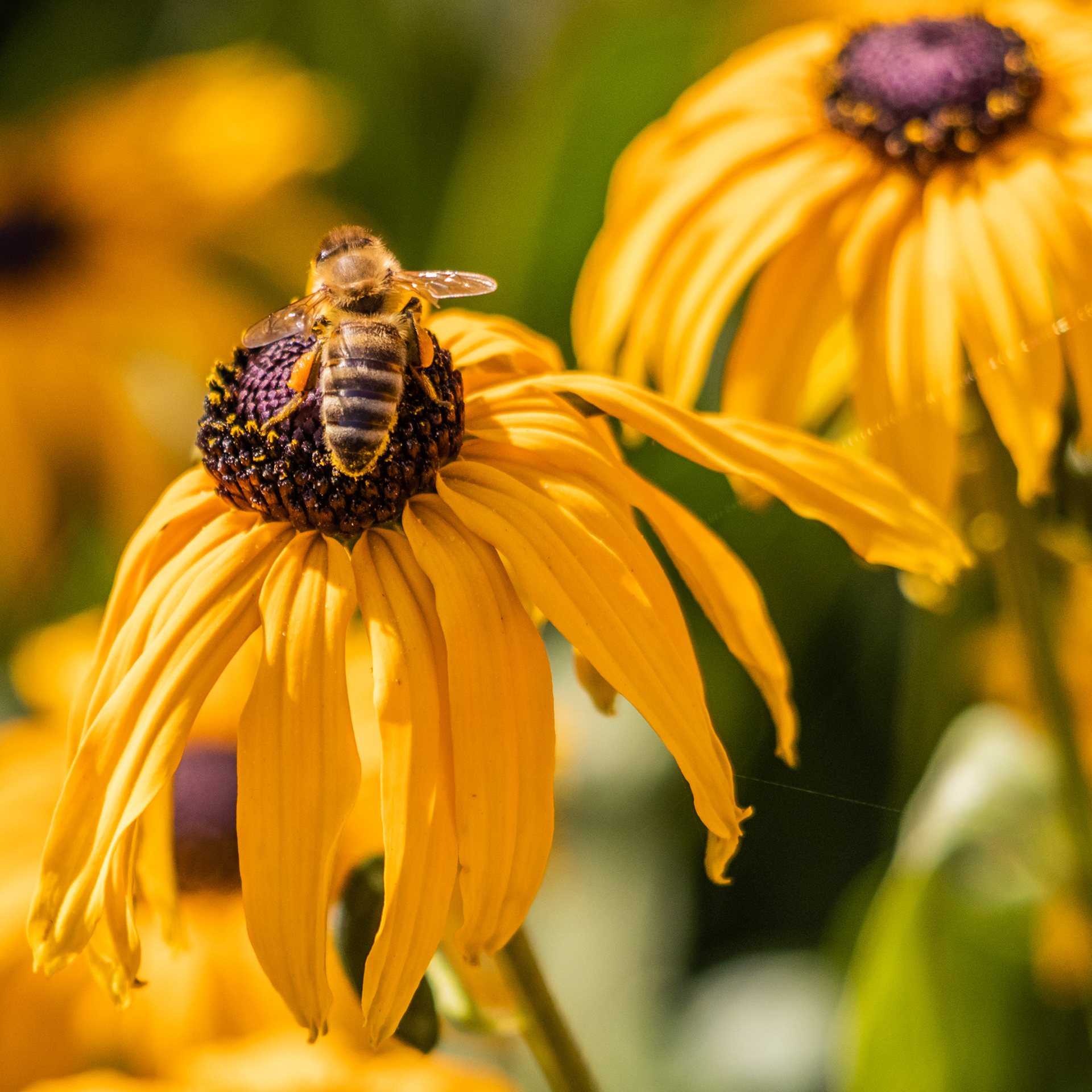 Western Honey bee - Deurne - ISO 400 / 244 mm / f5.6 - ©2020