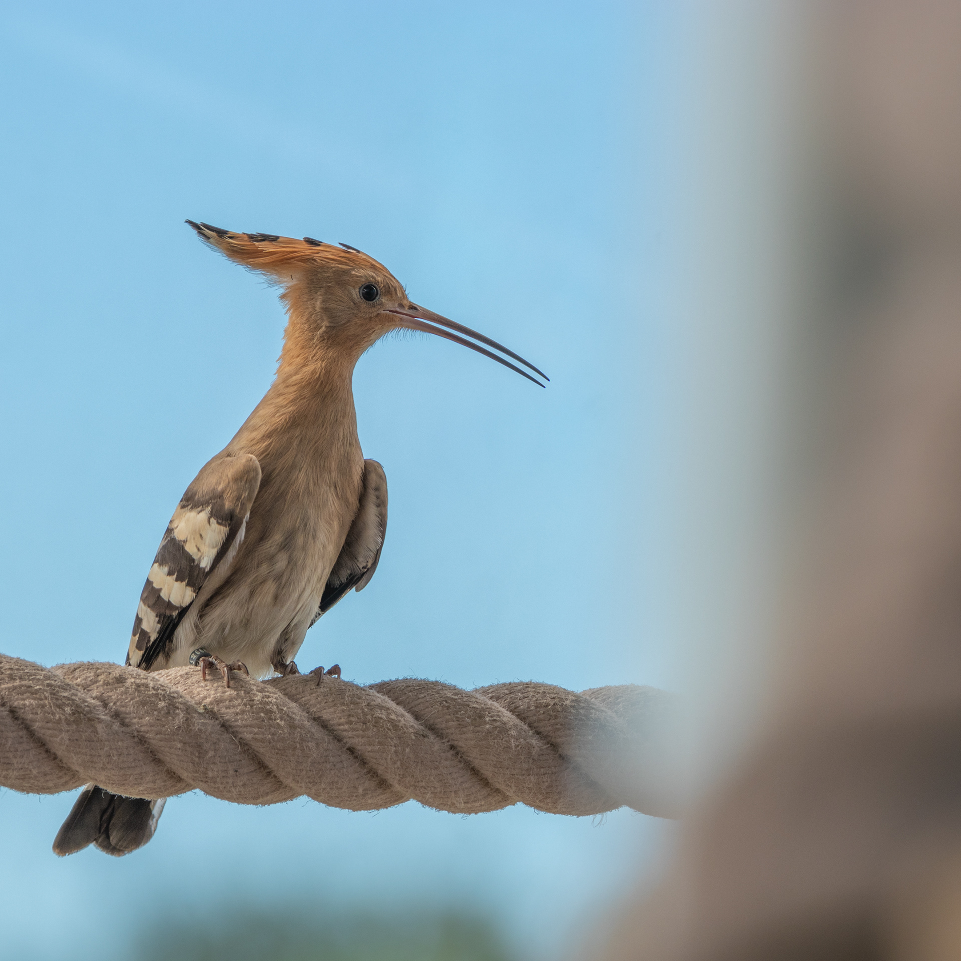 Klein Costa Rica (NL) - ISO 100 / 200mm / f5.6 - ©2020