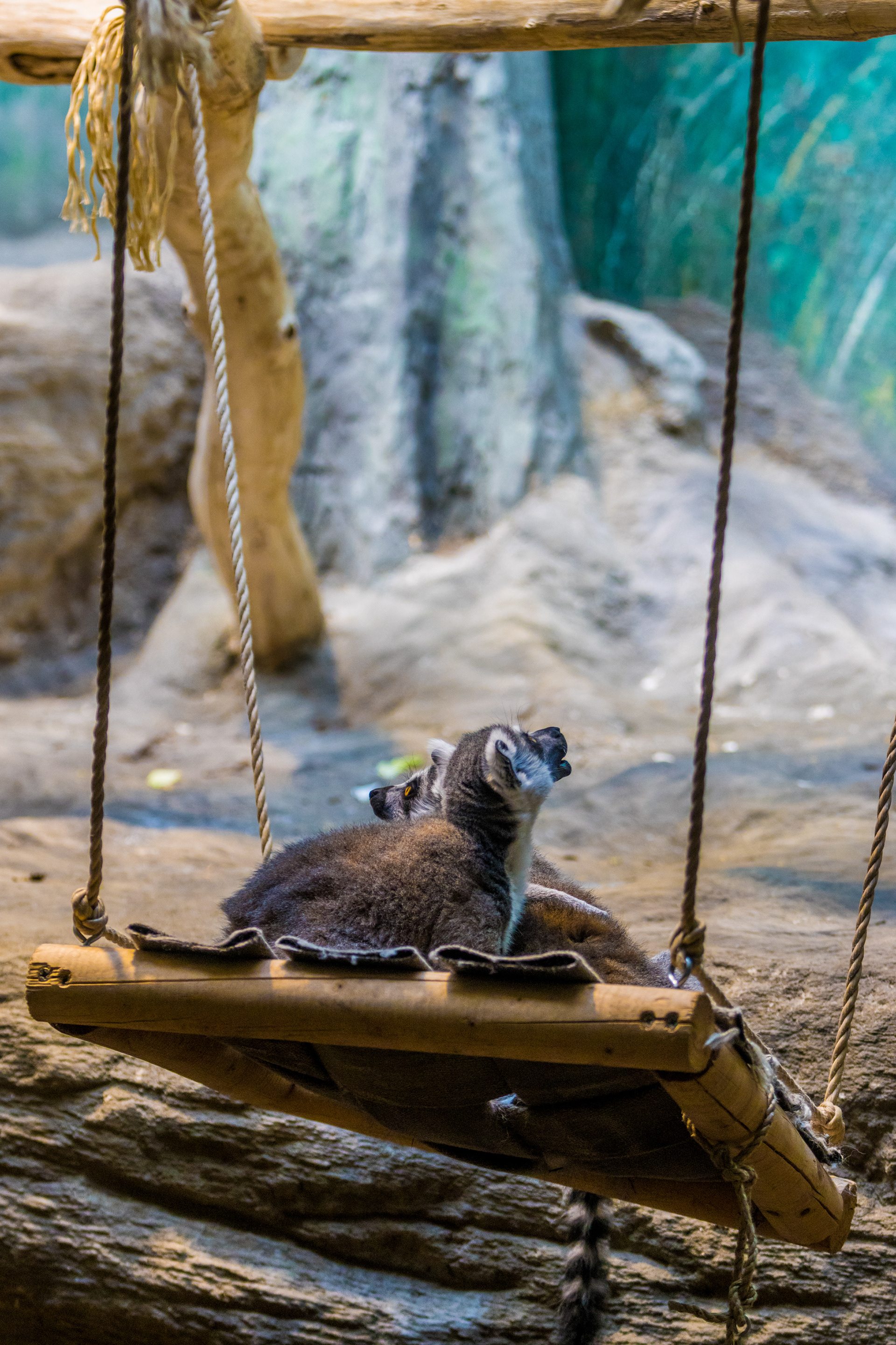 Lemur - Zoo of Antwerp (BE) - ISO 640 / 110 mm / f2.8 - ©2021