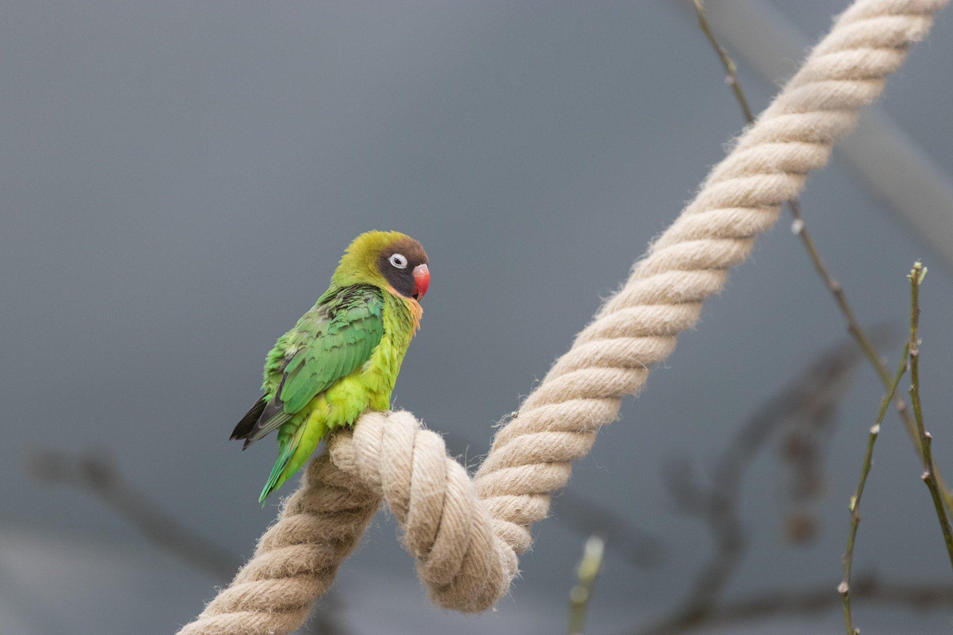 Black-Cheeked Lovebird - Zoo of Antwerp (BE) - ISO 400 / 200mm / f3.2 - ©2021