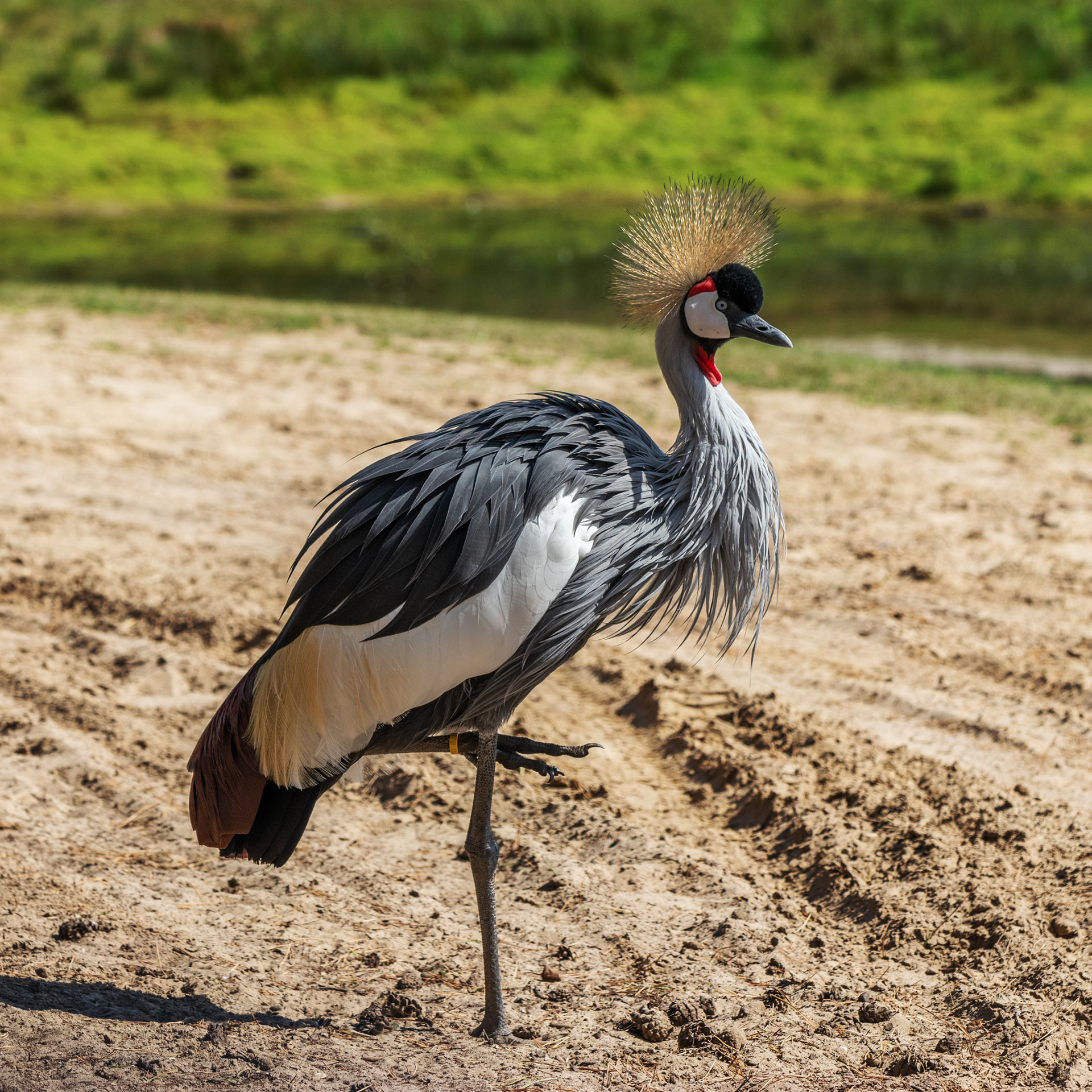 African Crowned Crane - Beekse Bergen (NL) - ISO 100 / 115mm / f5.6 - ©2020