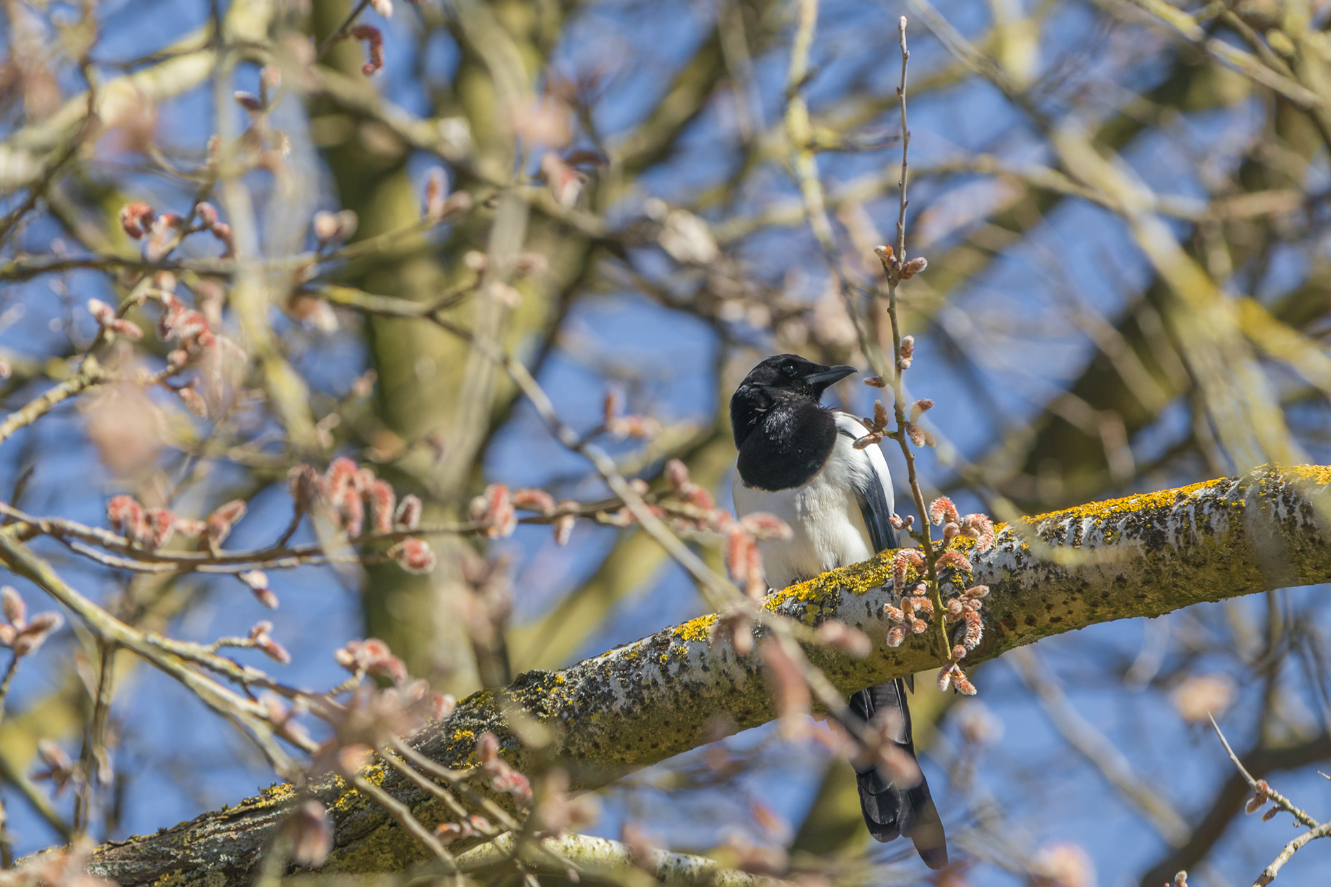 Magpie - Rivierenhof Park - ISO 100 / 200mm / f3.5 - ©2021
