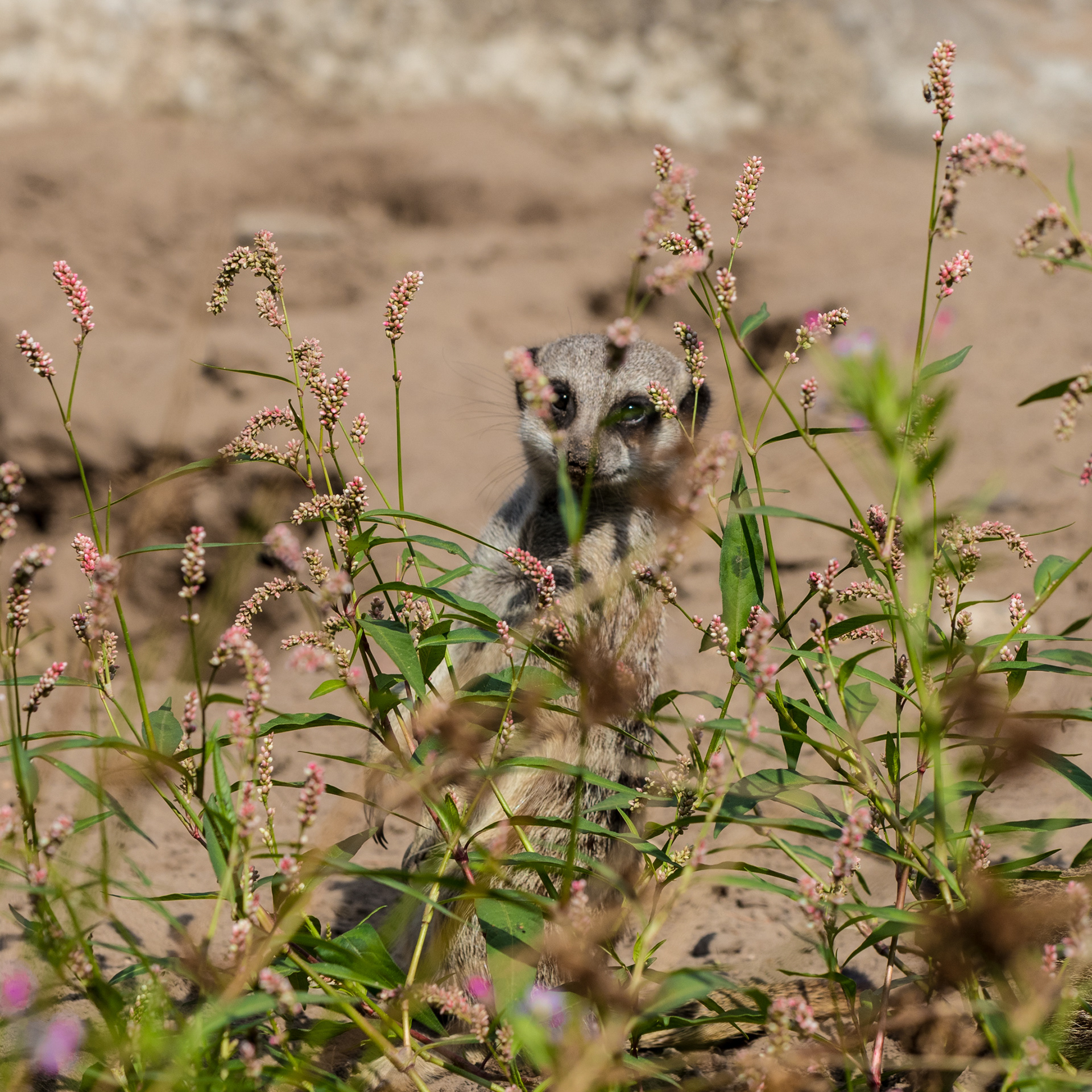 Meerkat - Beekse Bergen (NL) - ISO 100 / 130mm / f5.6 - ©2020