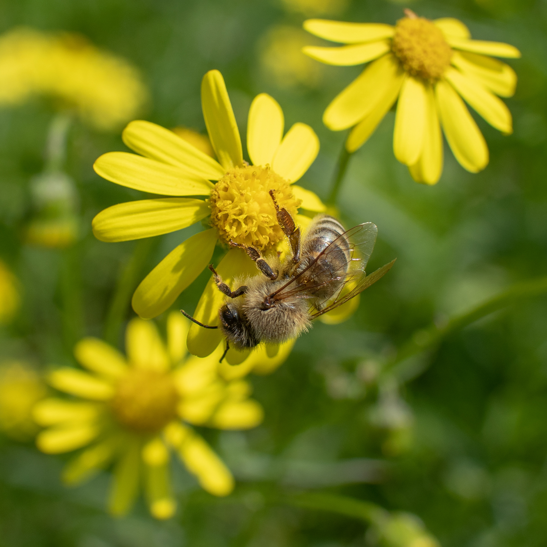 Western Honey bee - Borsbeek - ISO 100 / 22 mm / f5 - ©2021