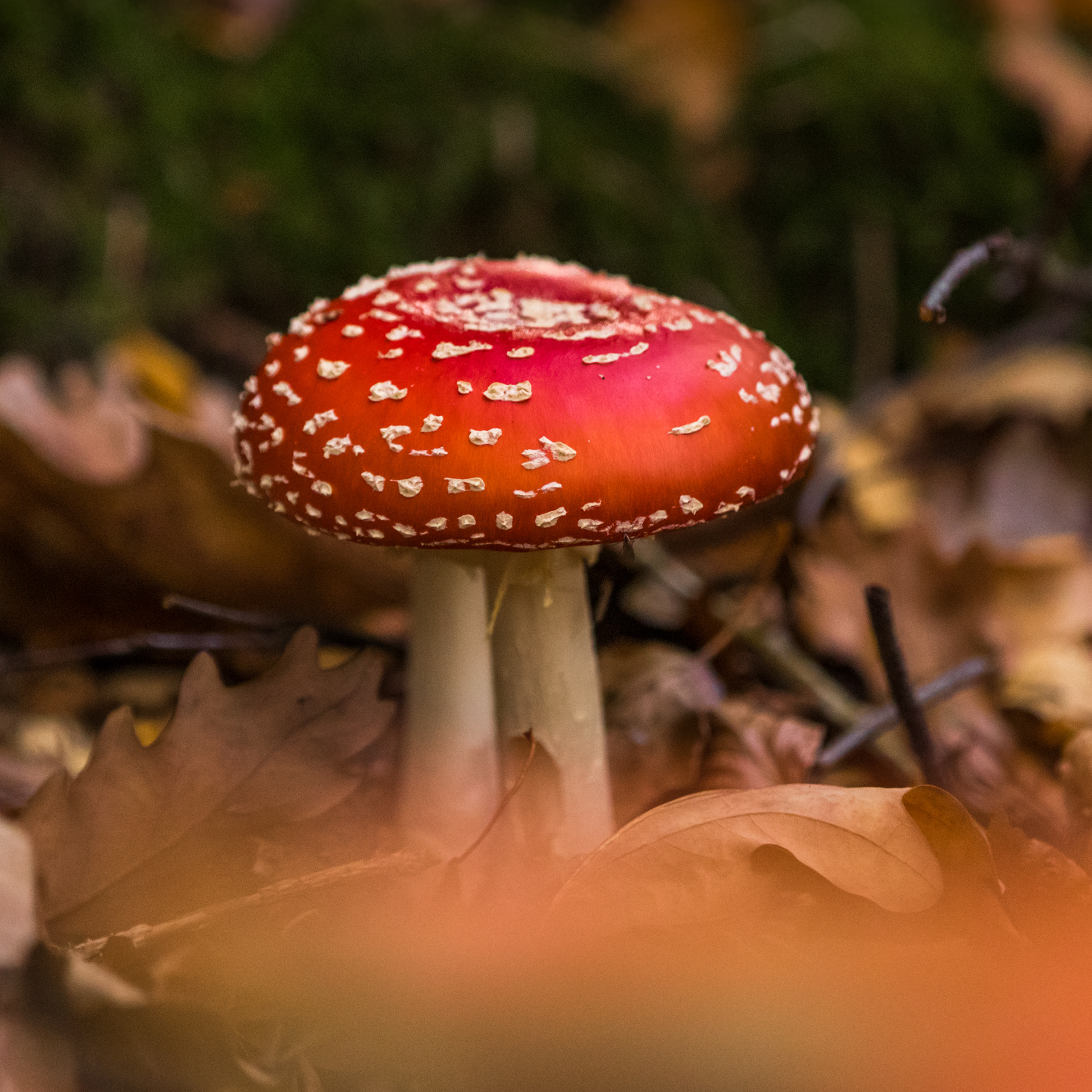 Ardennes - ISO 1600 / 200 mm / f2.8 - ©2020