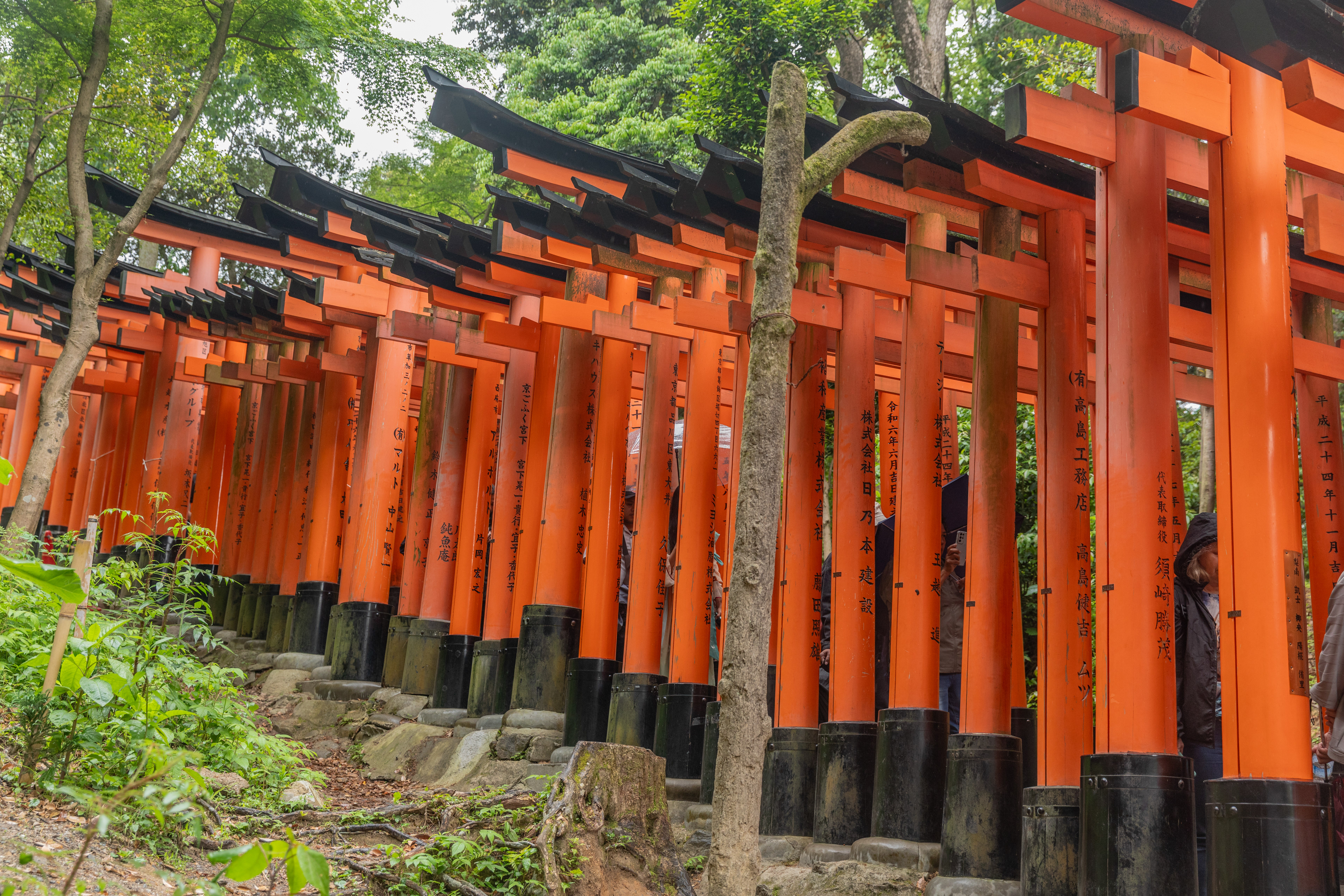 Fushimi Inari Shrine - Kyoto - Japan - ©2025