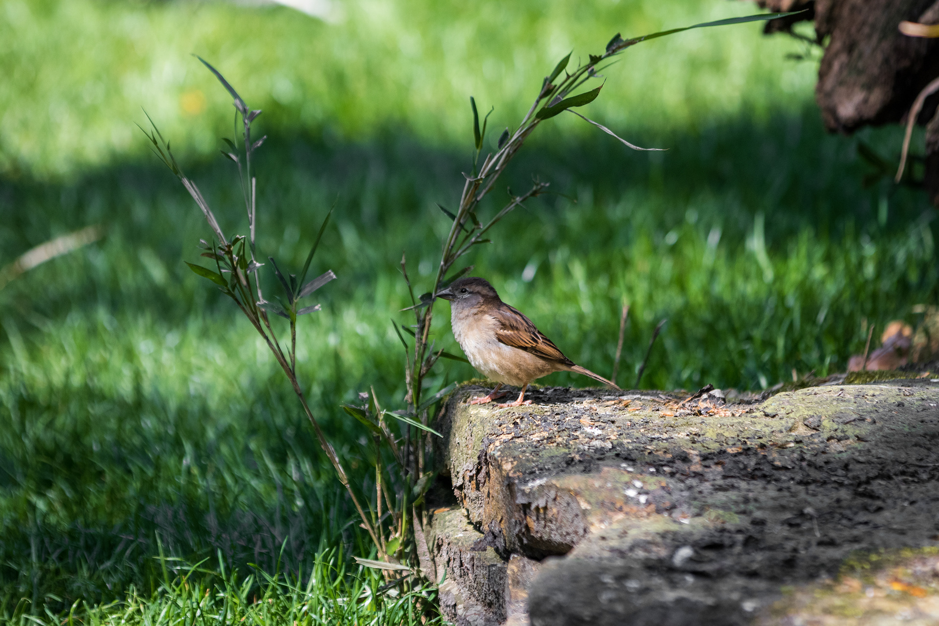 House Sparrow - Zoo of Antwerp (BE) - ISO 400 / 200mm / f3.2 - ©2021