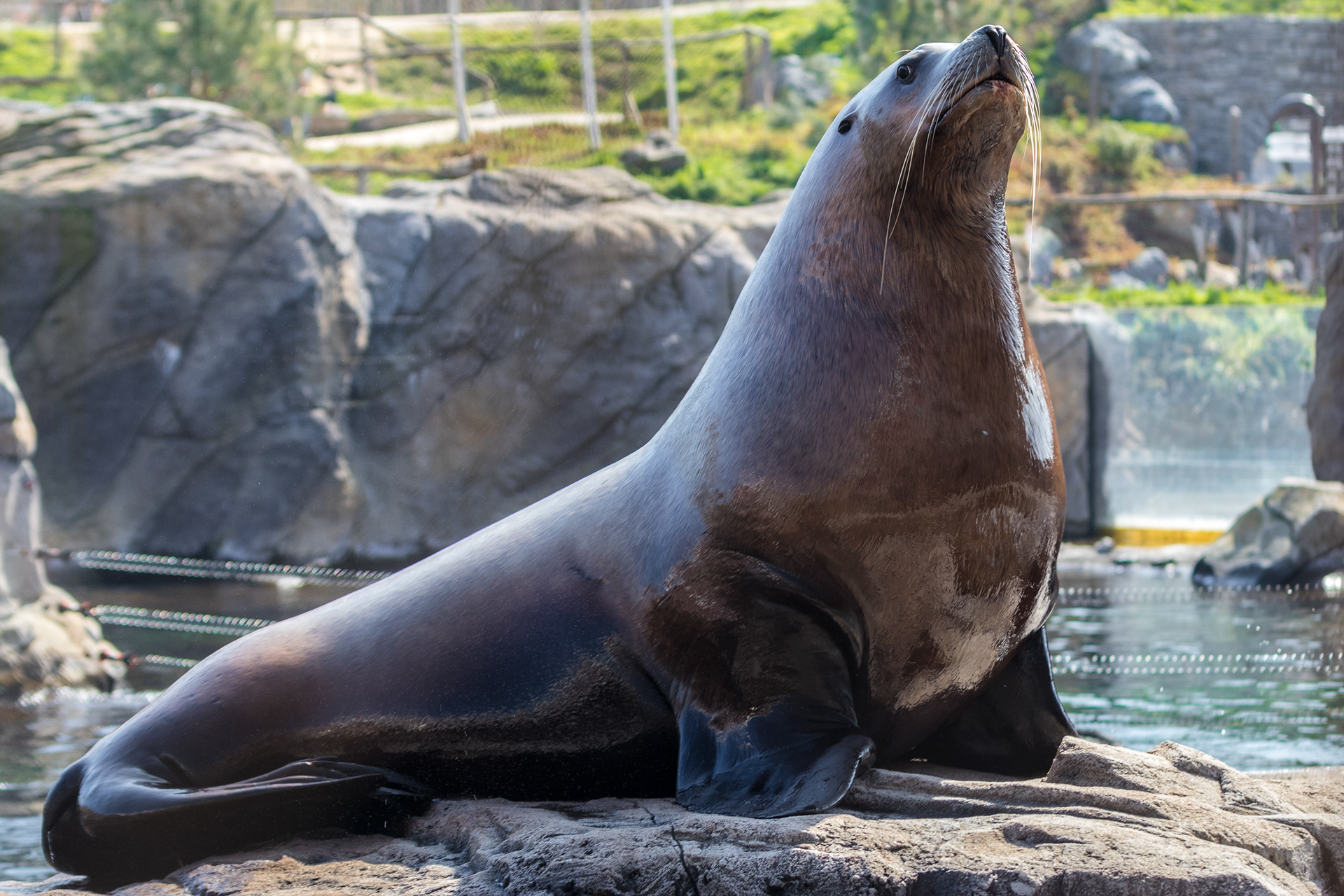Sea Lion - Pari Daiza (BE) - ISO 160 / 70mm / f3.5 - ©2021