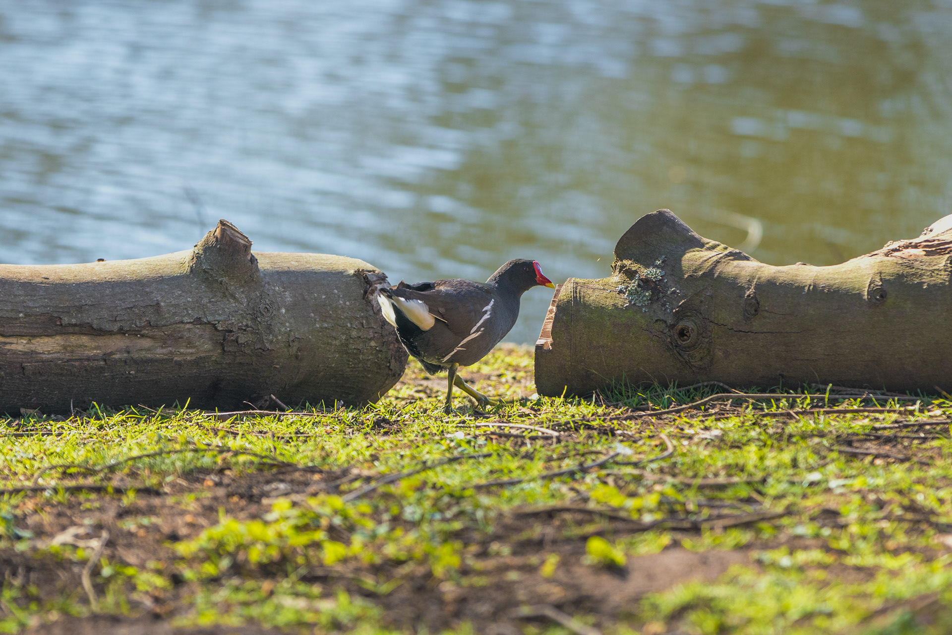 Eurasian Coot - Rivierenhof Park (BE) - ISO 125 / 200mm / f3.5 - ©2021