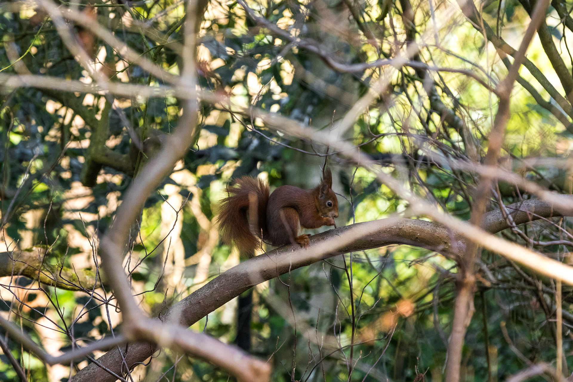 Red Squirrel - Arboretum Kalmthout (BE) - ISO 1000 / 200mm / f5.6 - ©2021