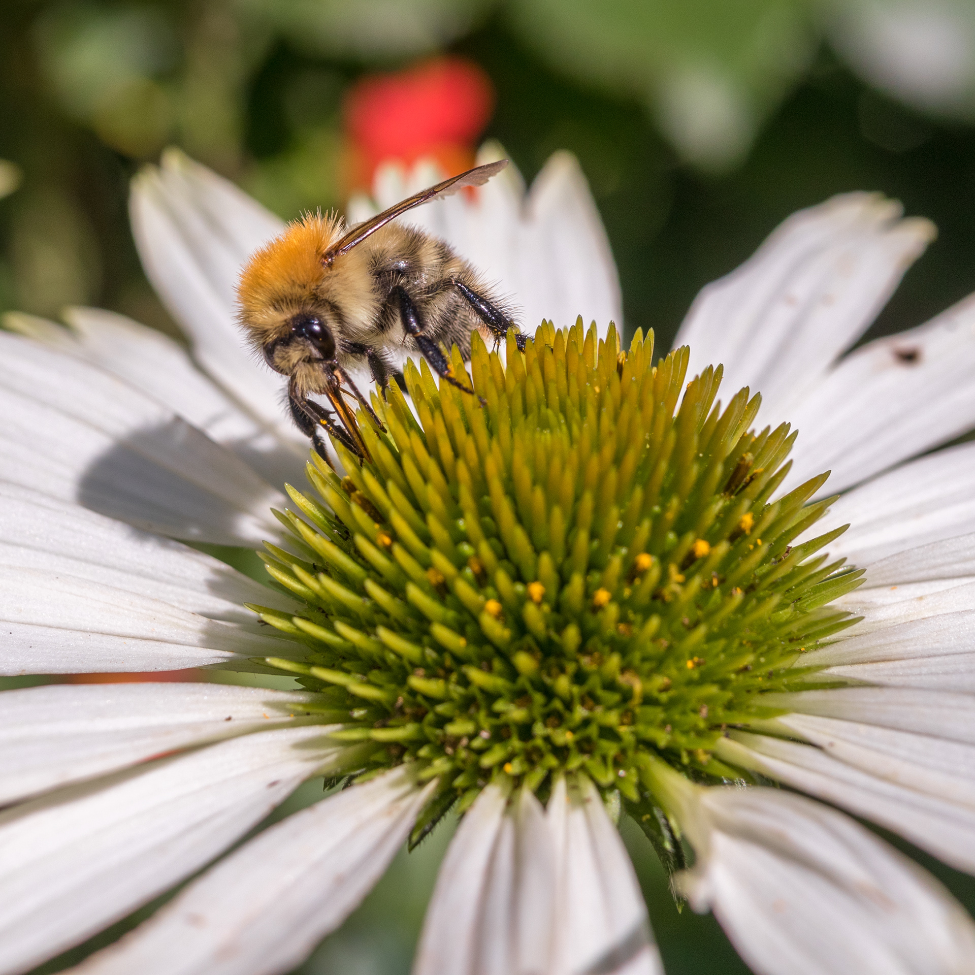 Common Carder bee - Borsbeek - ISO 100 / 32 mm / f5 - ©2021