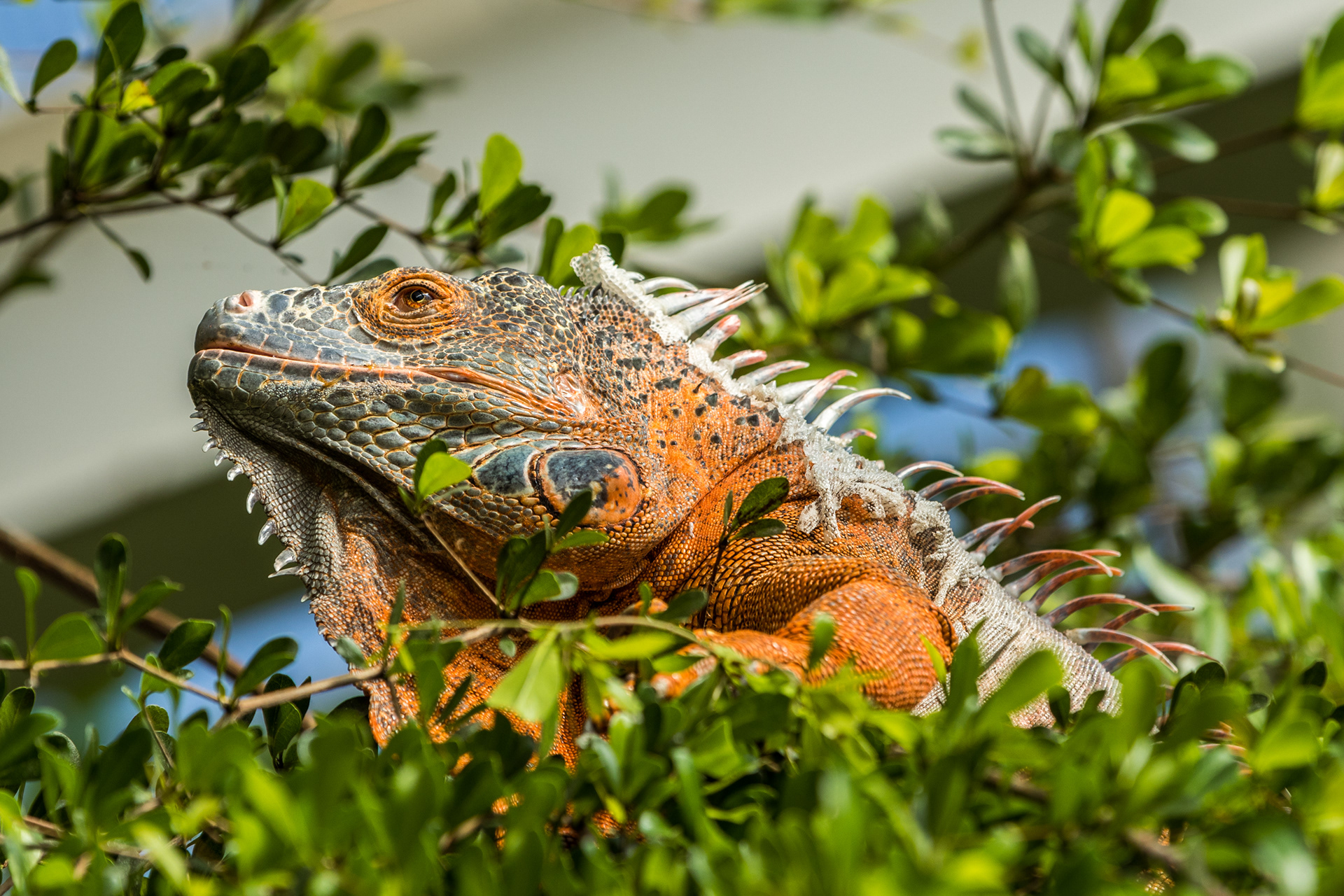 Iguana - Klein Costa Rica (NL) - ISO 100 / 200mm / f5.6 - ©2020