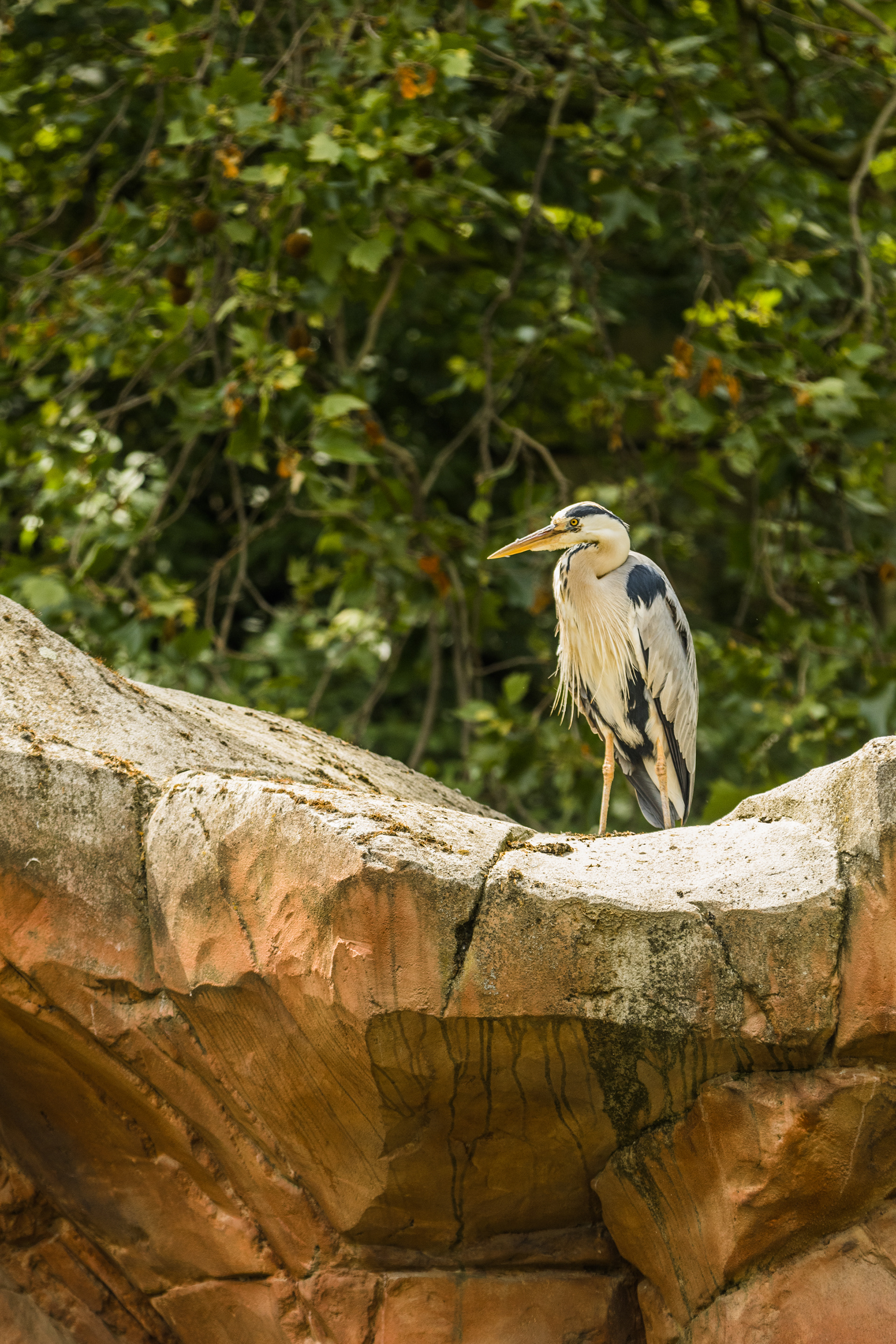 Blue Heron - Zoo of Antwerp (BE) - ISO 200 / 200 mm / f3.5 - ©2021