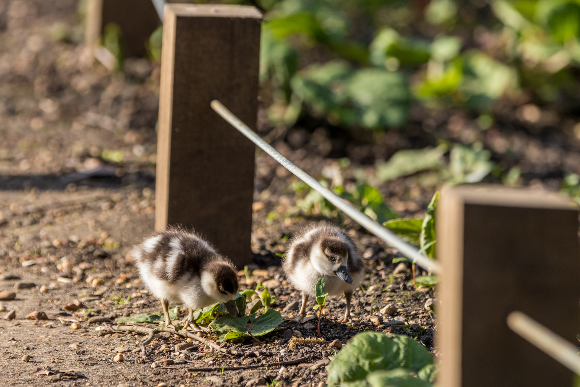 Baby Gosling - Boekenberg Park (BE) - ISO 250 / 280mm / f5 - ©2021