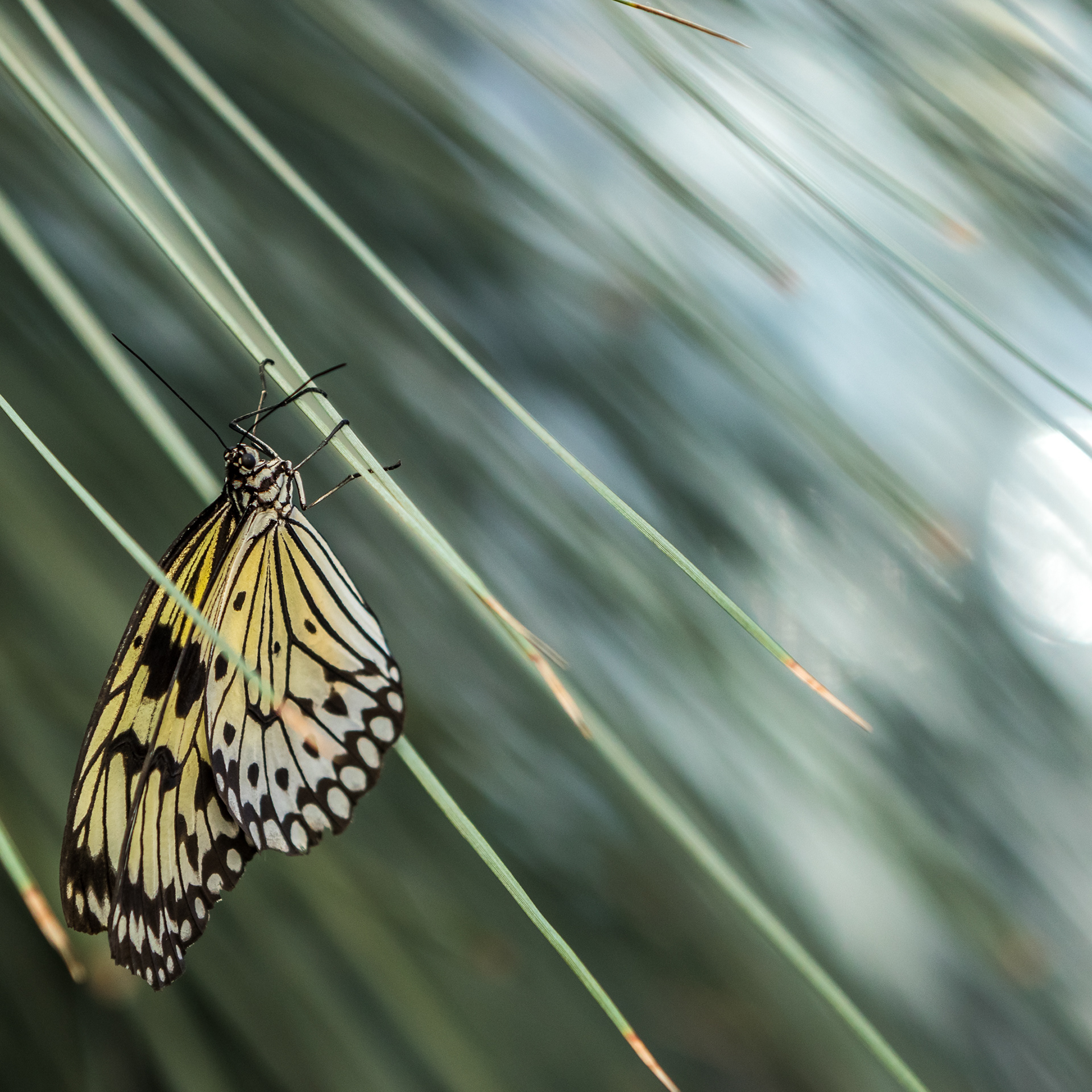 Klein Costa Rica (NL) - ISO 400 / 100 mm / f4 - ©2020