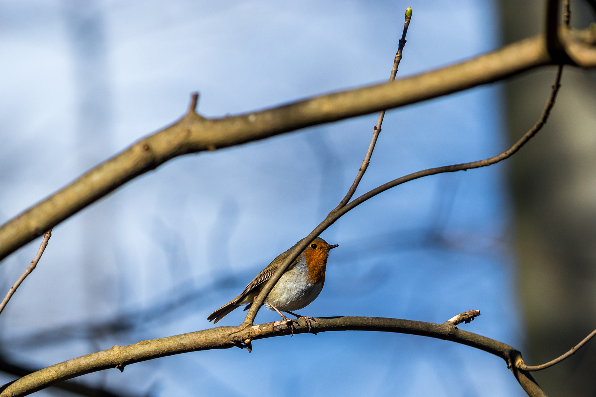 Robin - Rivierenhof Park (BE) - ISO 100 / 200mm / f3.5 - ©2021