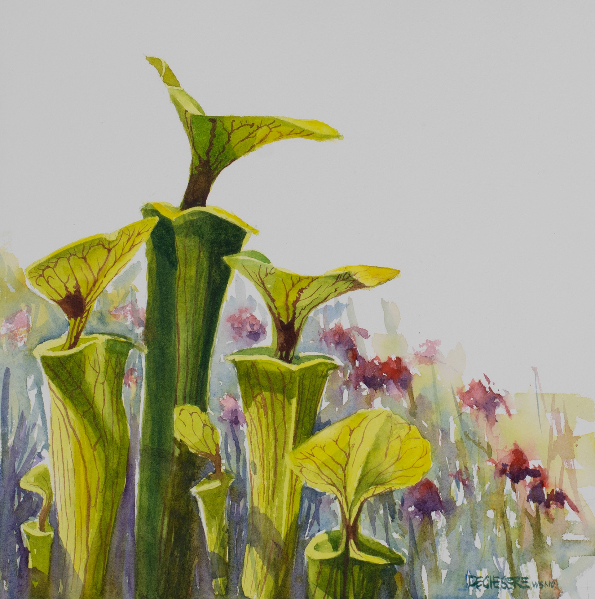 Pitcher Plant Chorale - Watercolor