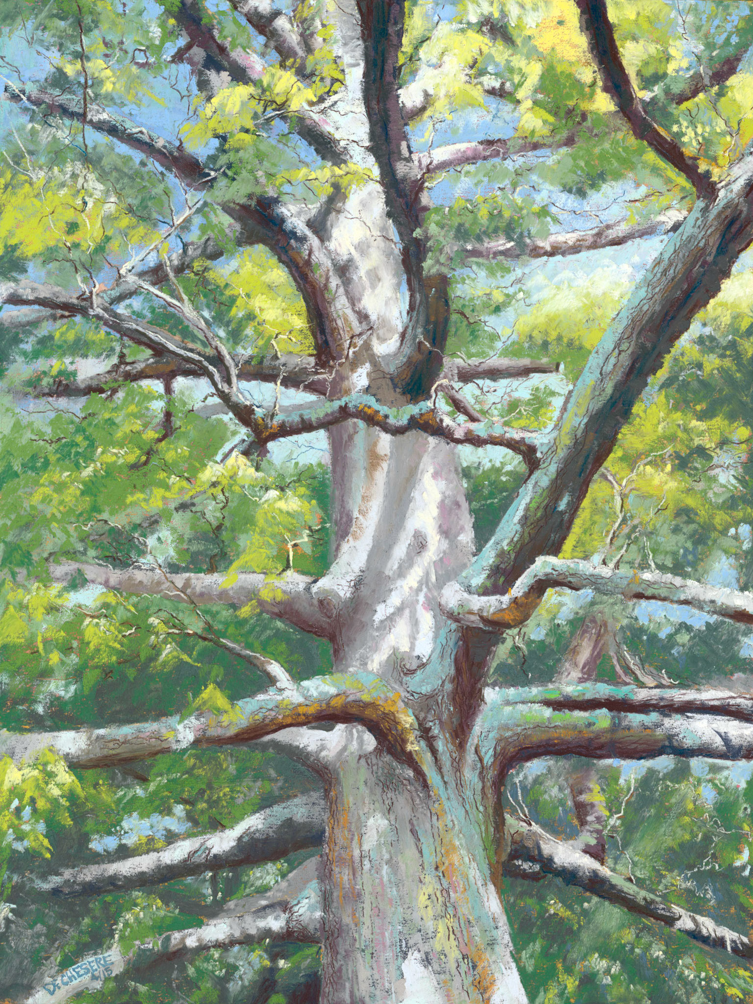 Keffer Oak - 12x16 Pastel Giclee $65