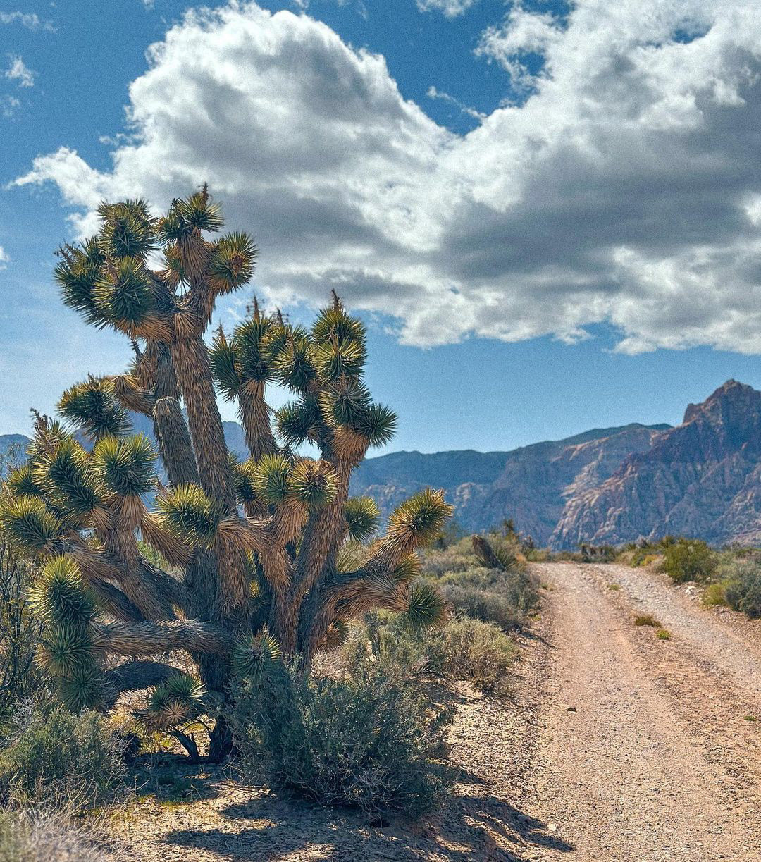 Red Rock Canyon National Conservation Area