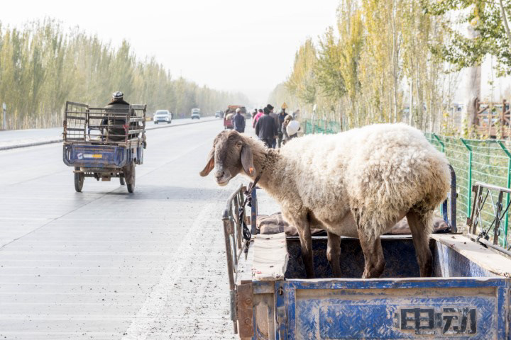 Kashgar Livestock Market