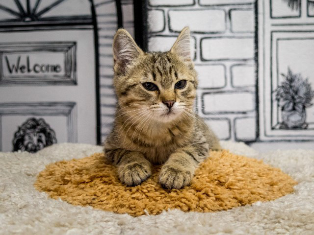 Little guy at the Cat Museum