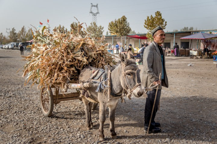 Kashgar Livestock Market