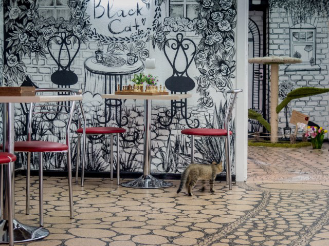 Cat Museum in Minsk