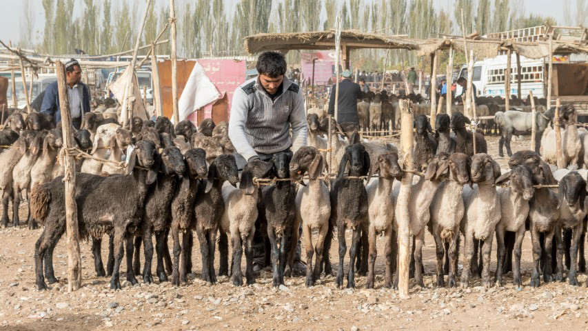 Kashgar Livestock Market