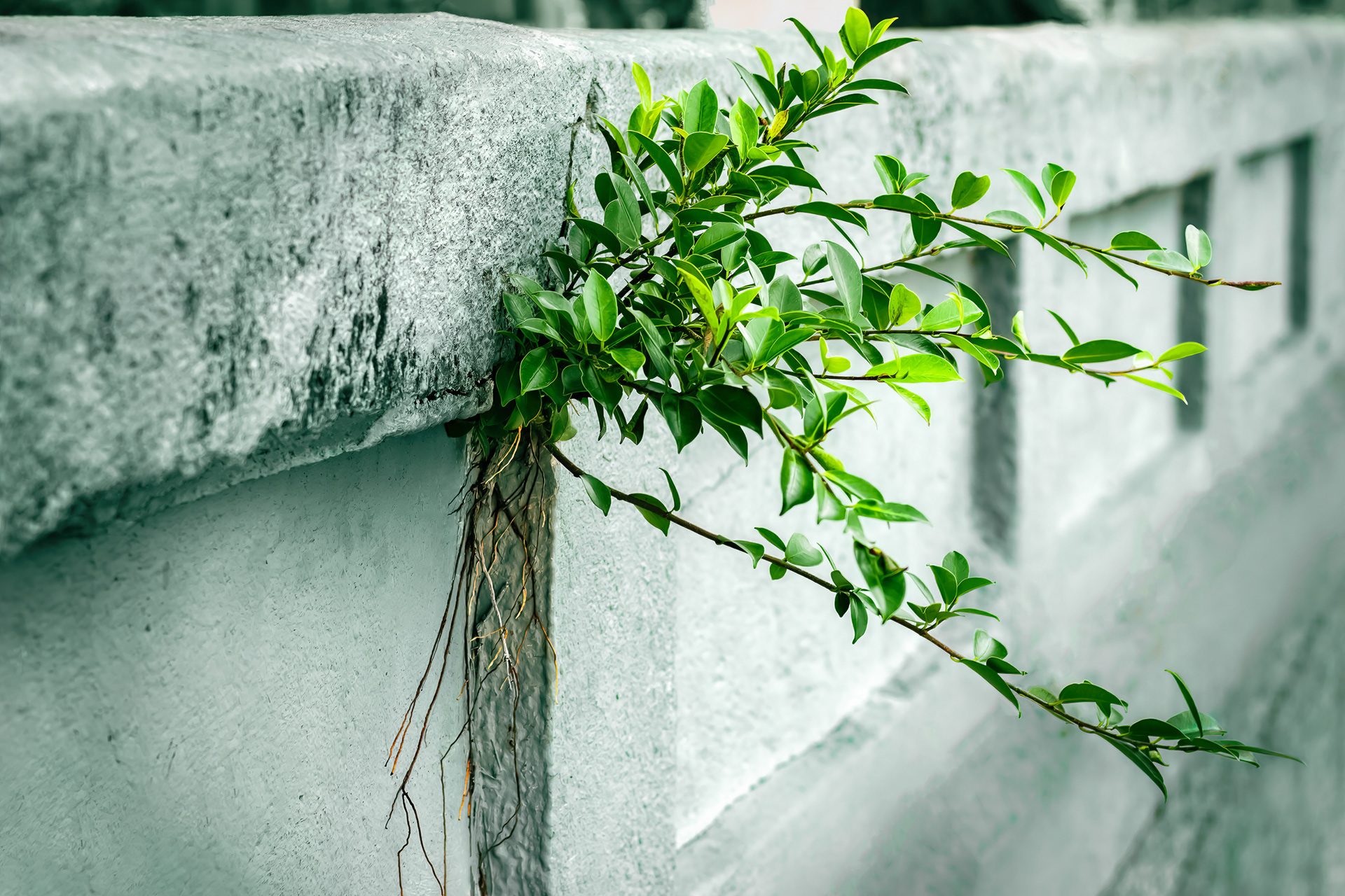 Nature Always Win by Carol Tinoco